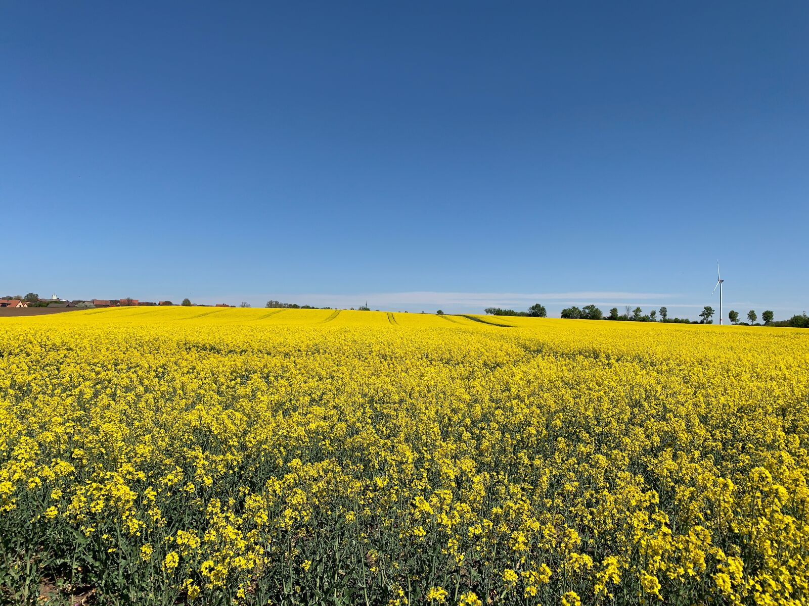 iPhone XS back dual camera 4.25mm f/1.8 sample photo. Spring, field, meadow photography