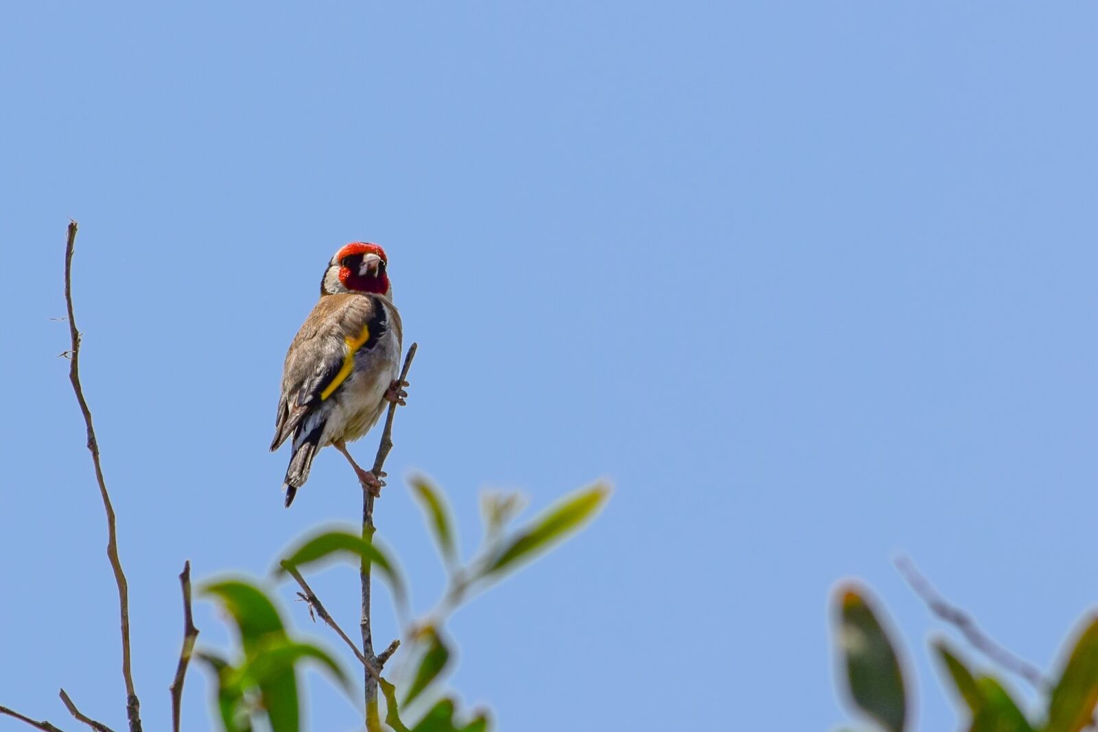 Nikon D3300 sample photo. European goldfinch, bird, nature photography