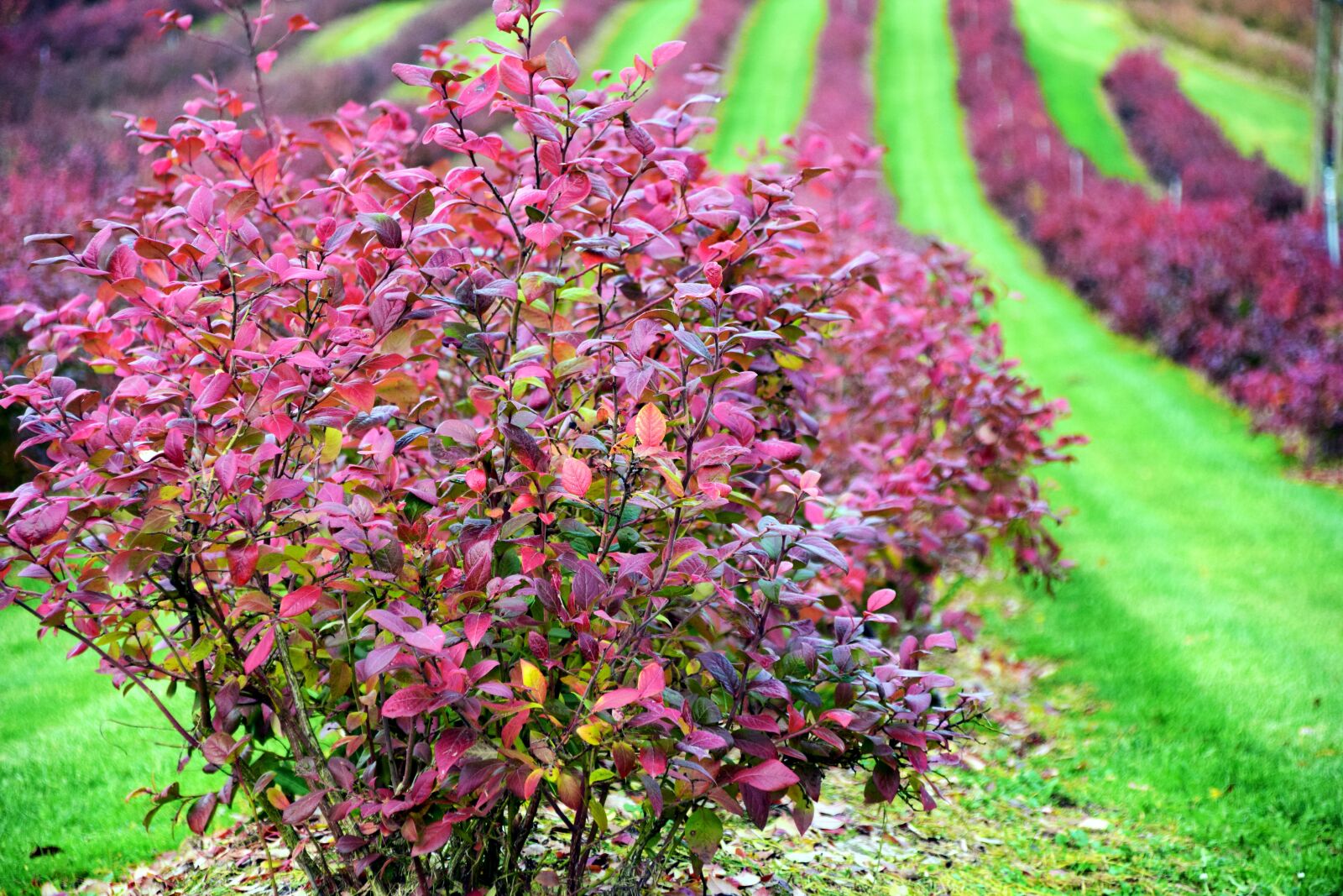 Nikon D3300 sample photo. Autumn, color, colors of photography