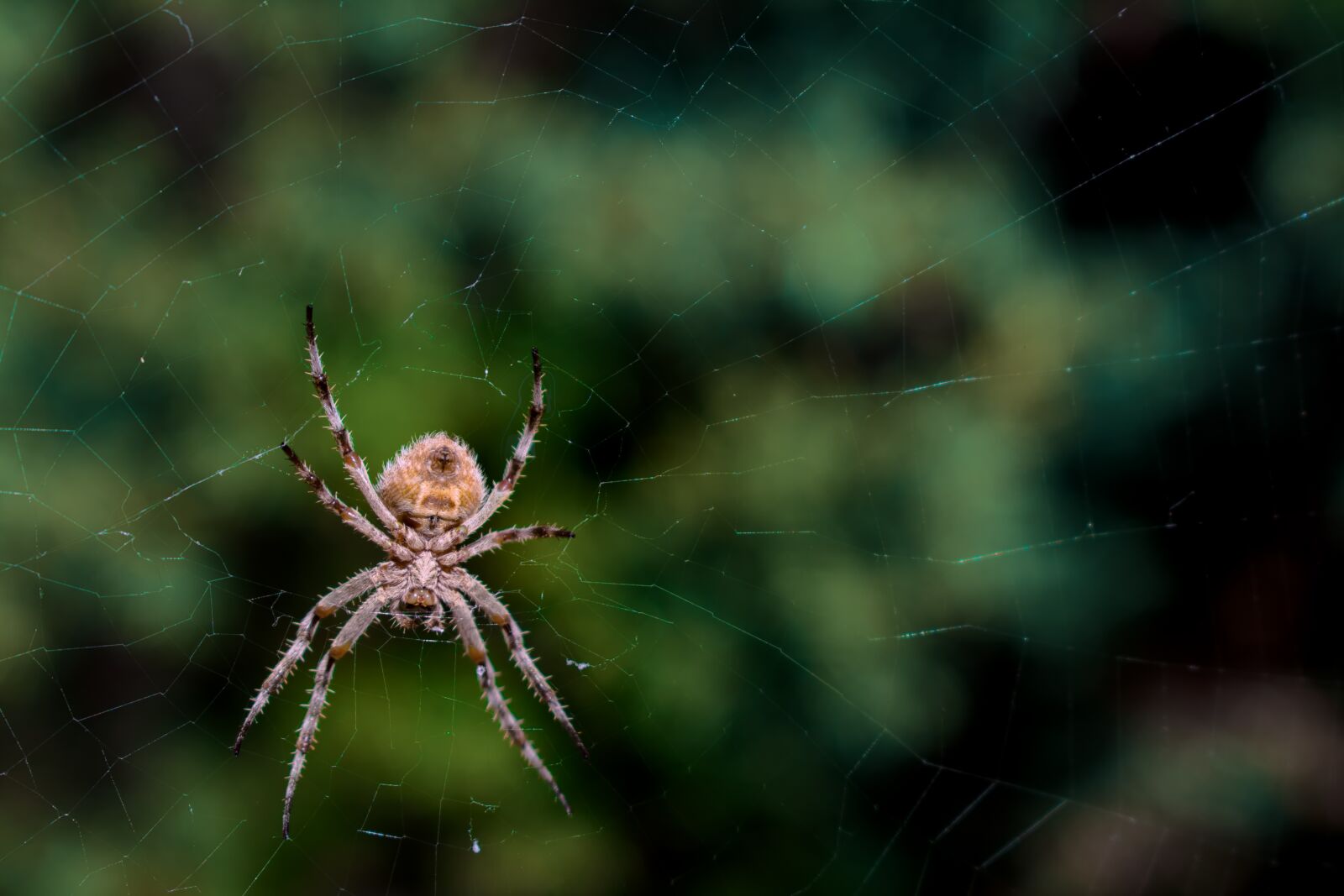 Nikon D3400 sample photo. Spider, arachnid, spiderweb photography