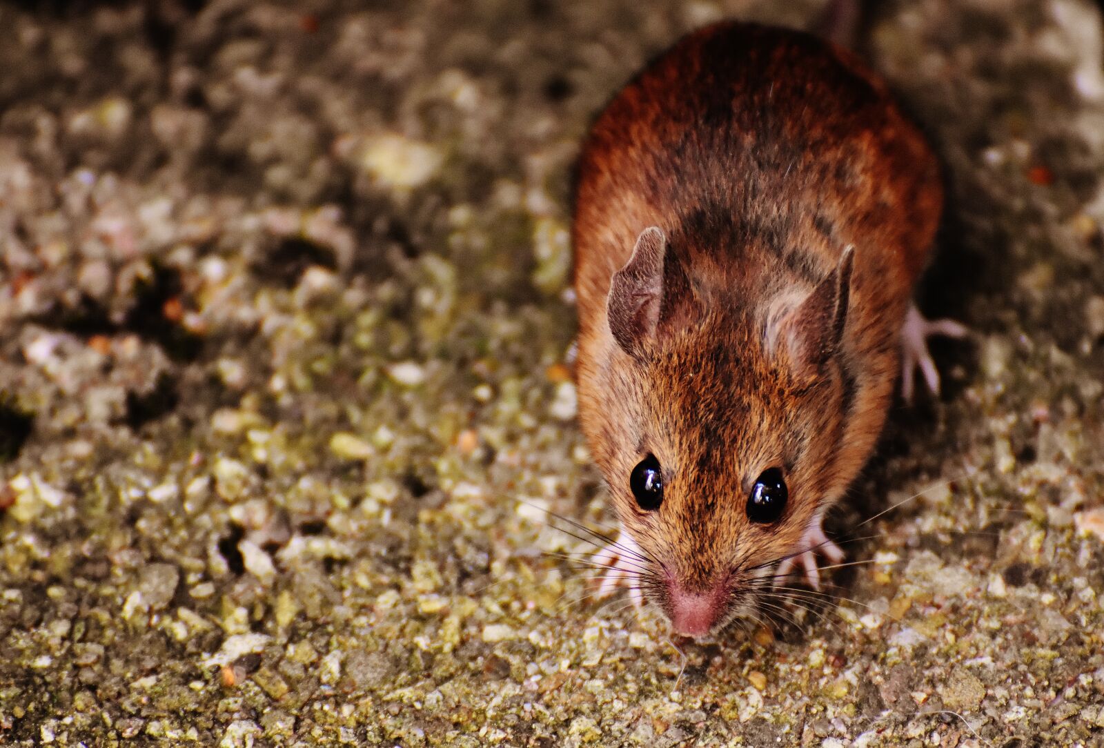 Nikon D7200 sample photo. Mouse, rodent, cute photography