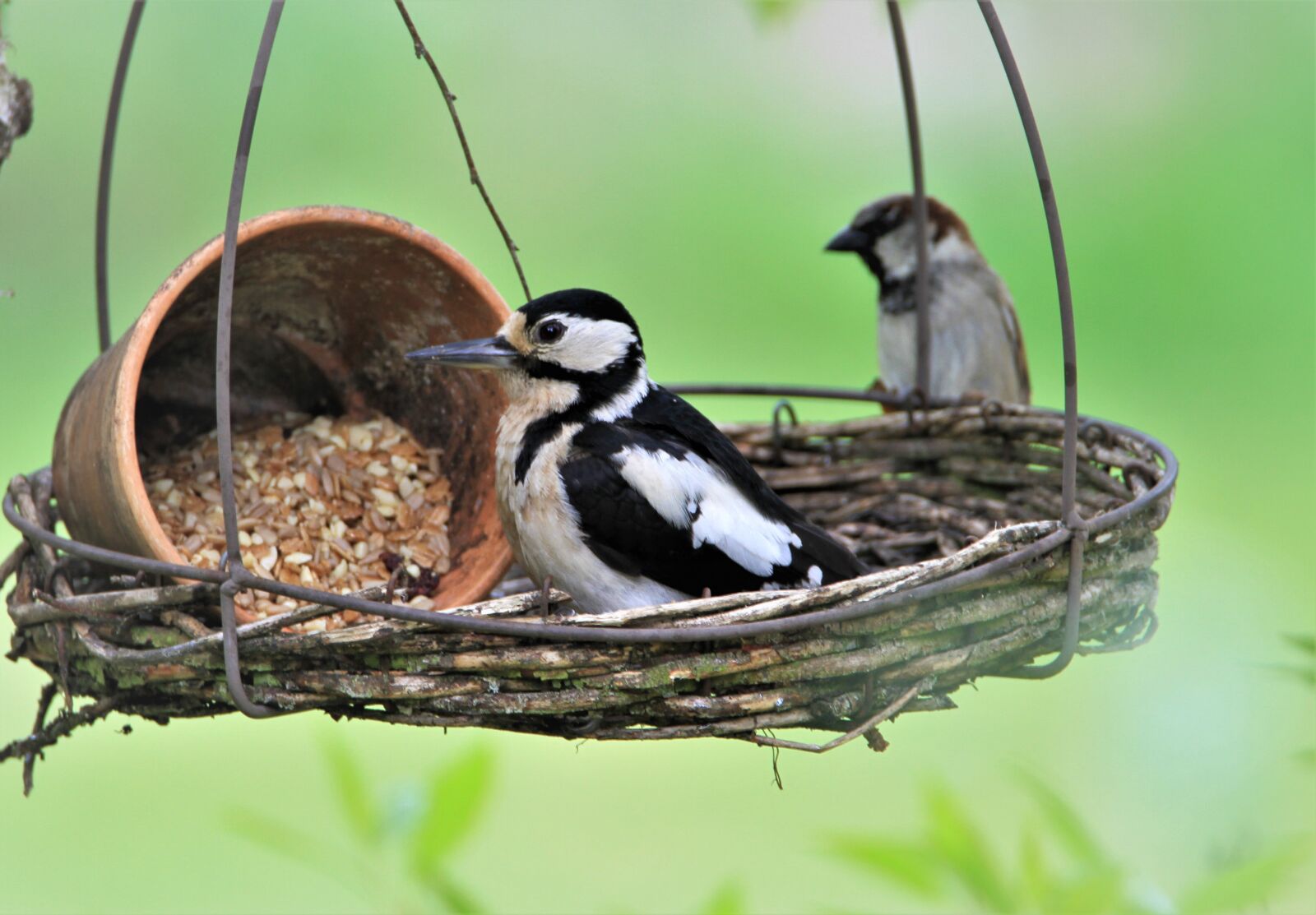 Canon EOS 7D sample photo. Great spotted woodpecker, female photography