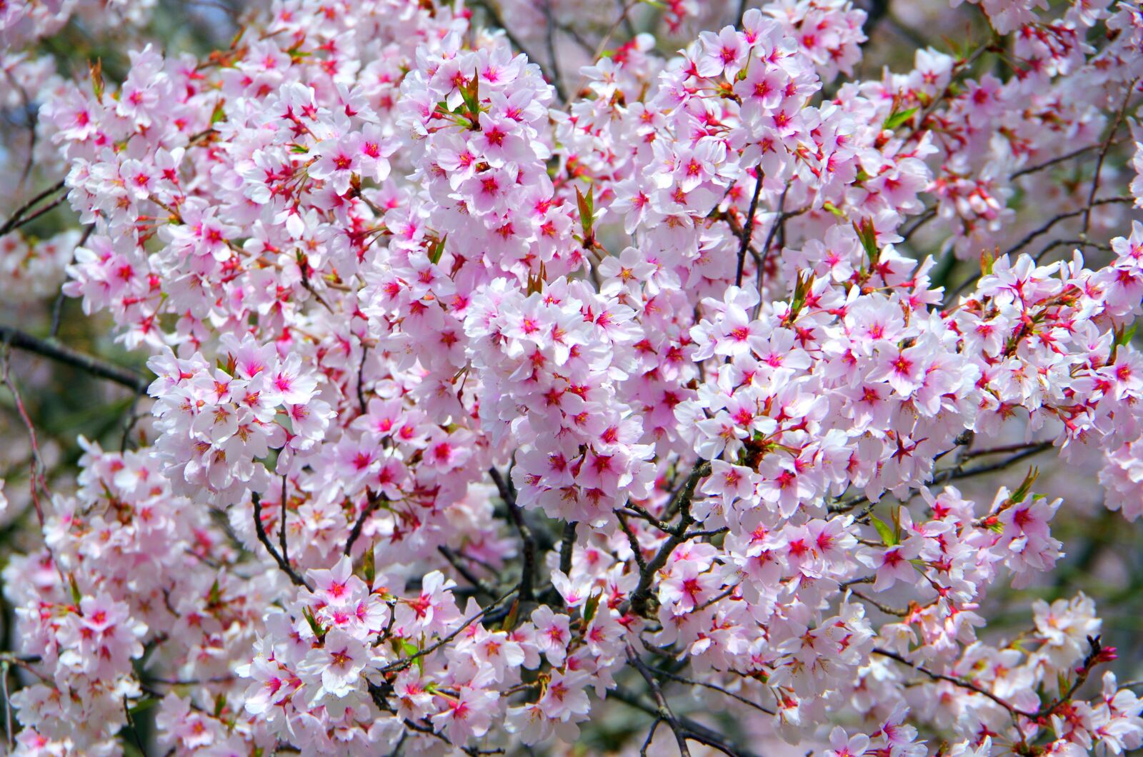 Pentax K-30 sample photo. Flowers, cherry, branch photography