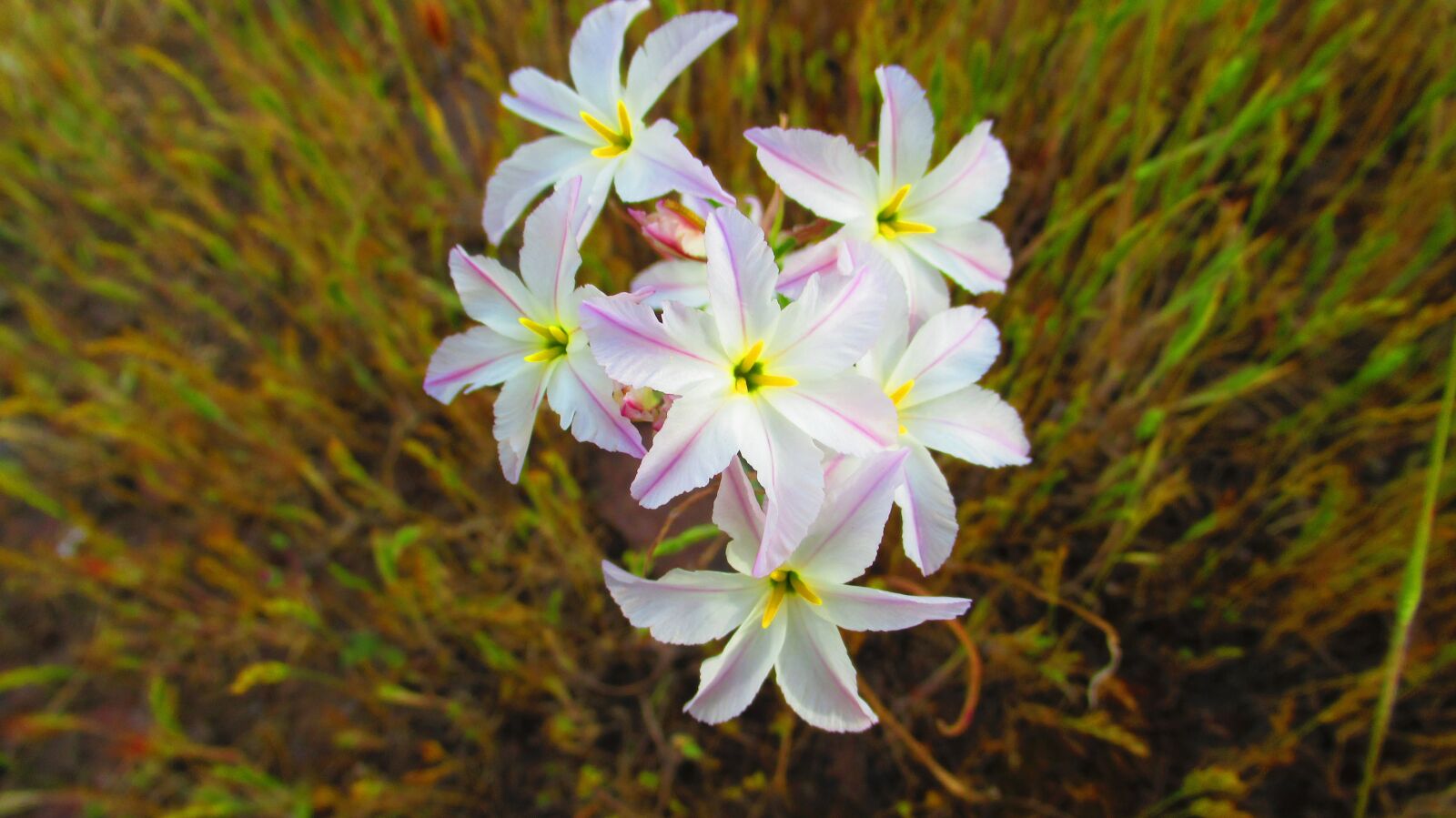 Canon PowerShot SX620 HS sample photo. Flower, nature, small flower photography