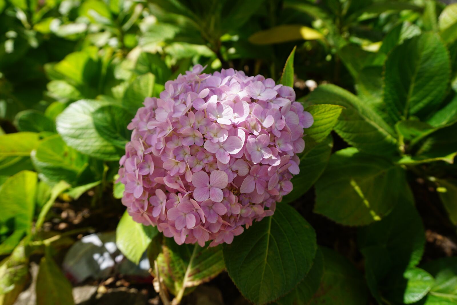 Sony a6000 sample photo. Flower, nature, blossom photography