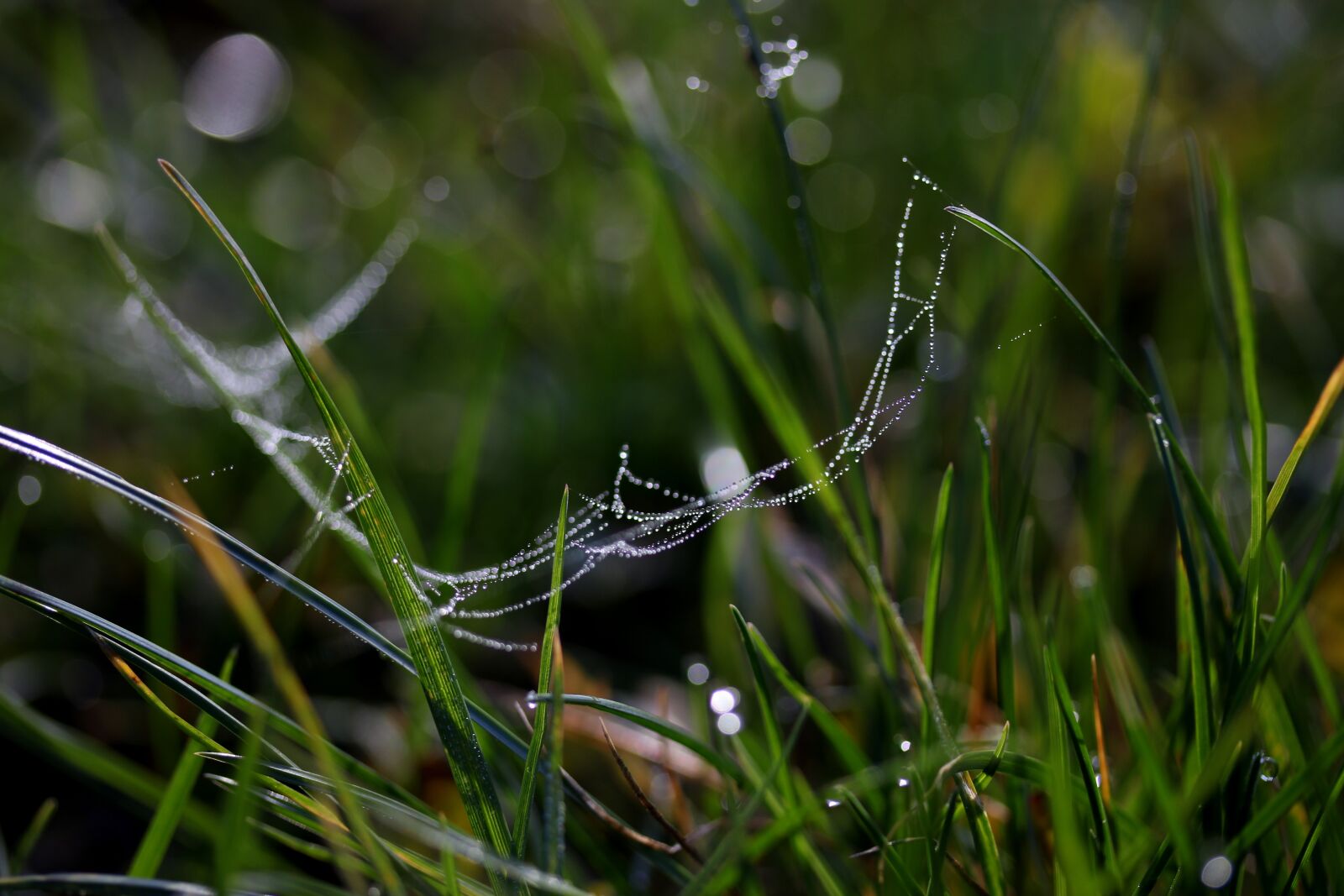 Canon EF-S 60mm F2.8 Macro USM sample photo. Grass, wet, drops photography