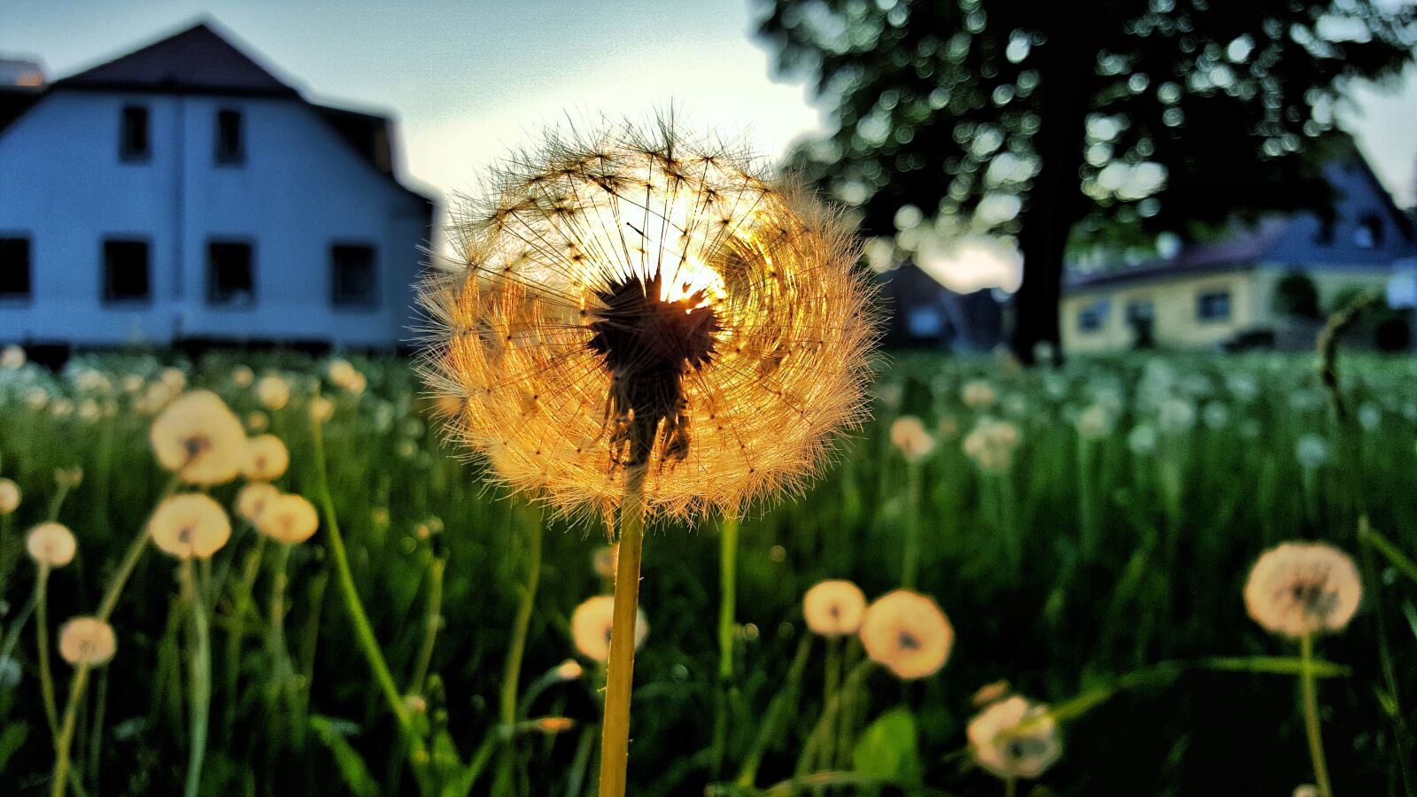 Samsung Galaxy S6 sample photo. Dandelion, sunset, nature photography