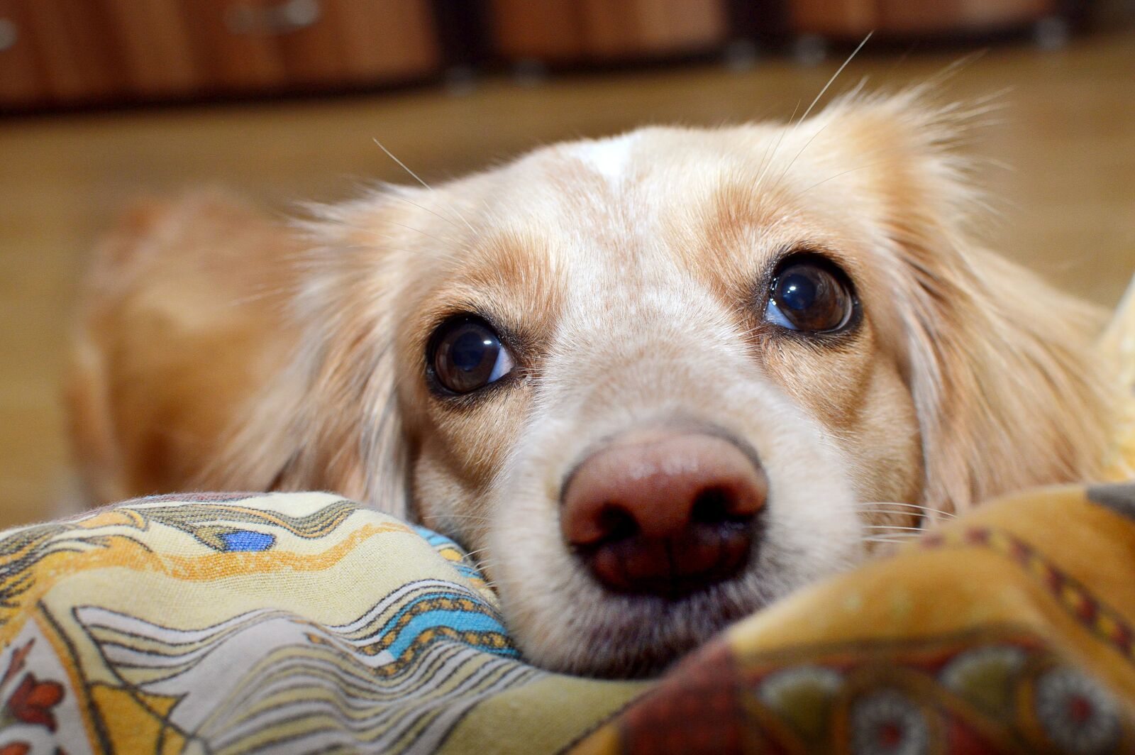 Nikon D3200 sample photo. Dog, nose, eyes photography