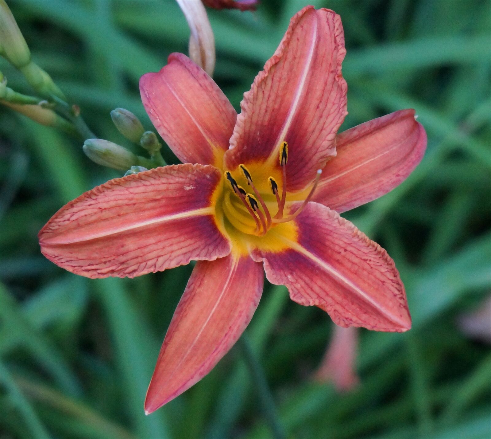 Sony Alpha NEX-5T sample photo. Day lily, orange, lily photography