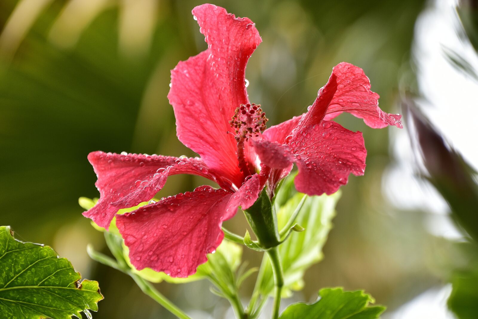 Nikon D7200 sample photo. Flower, nature, spring photography