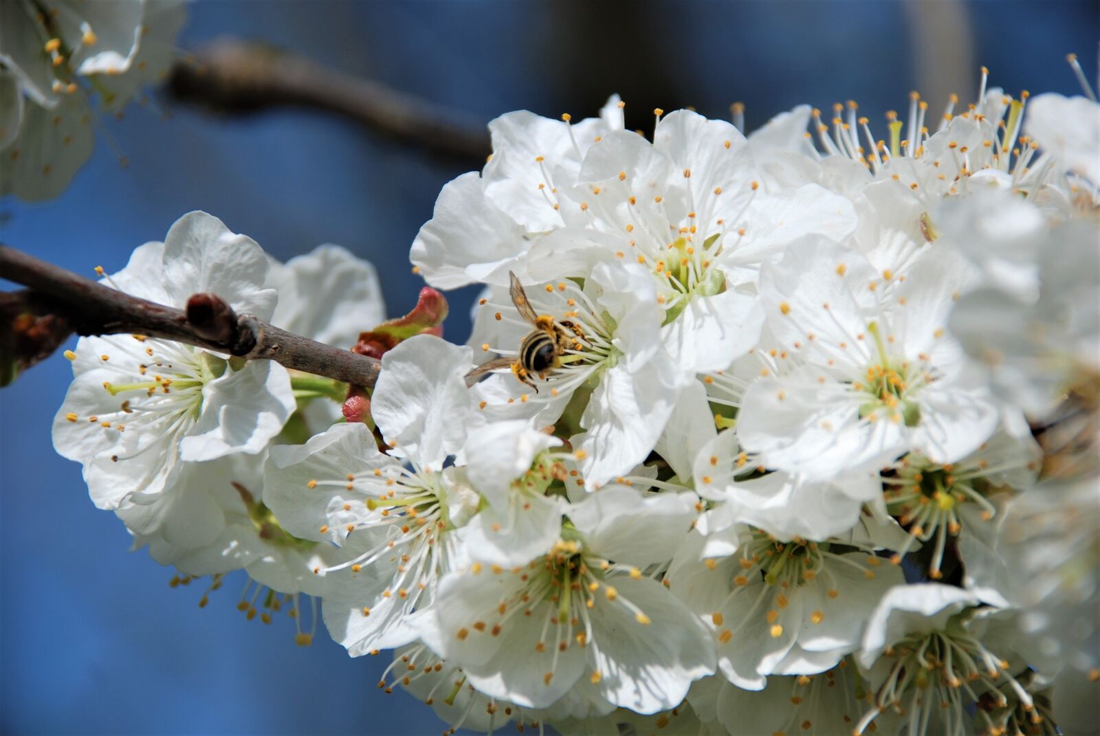 Nikon D80 sample photo. Blossom, bloom, white photography