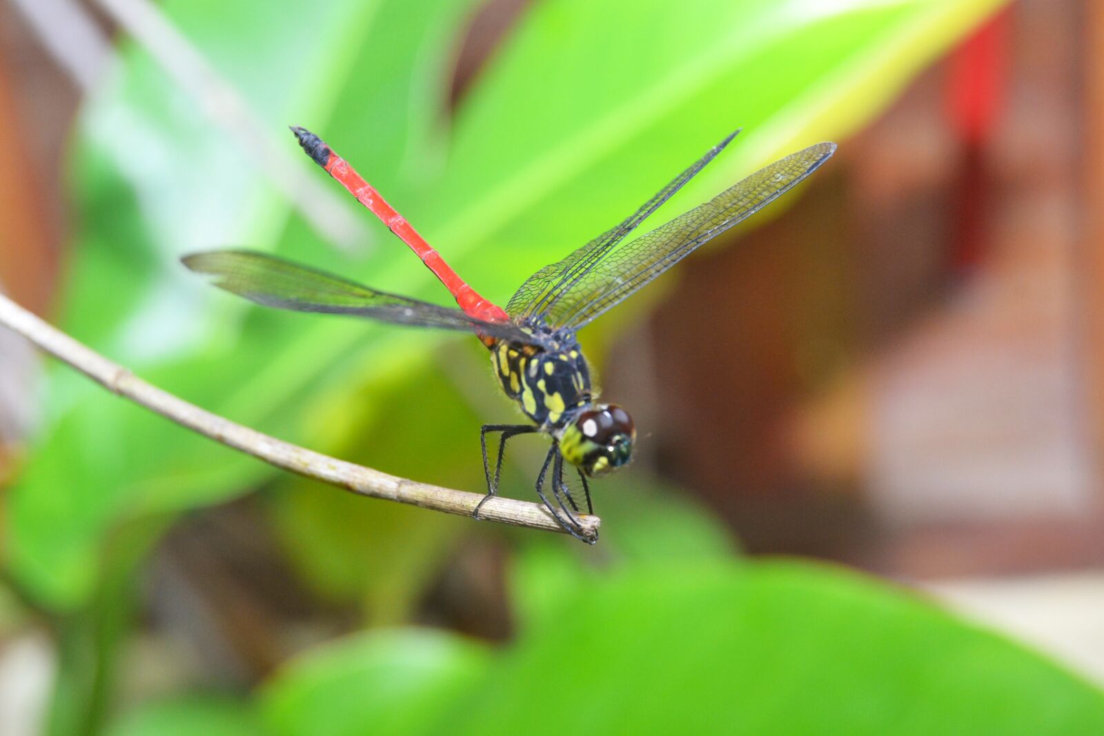 Nikon D3100 sample photo. Dragonflies, andarinyo, indonesia photography
