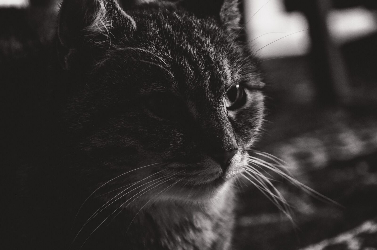 Nikon D90 sample photo. Animal, cat, portrait photography