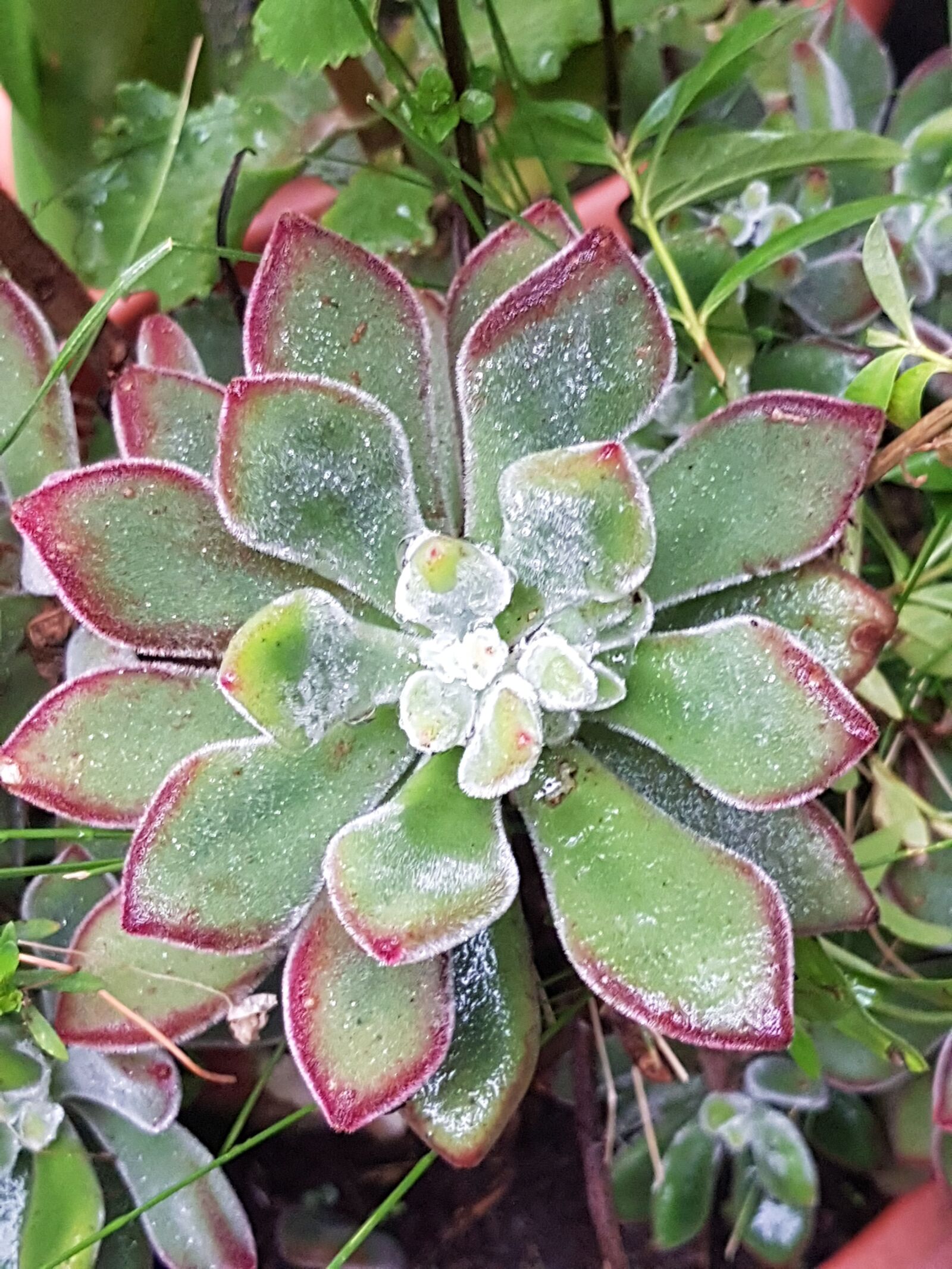 Samsung Galaxy S8 sample photo. My, garden, nature photography