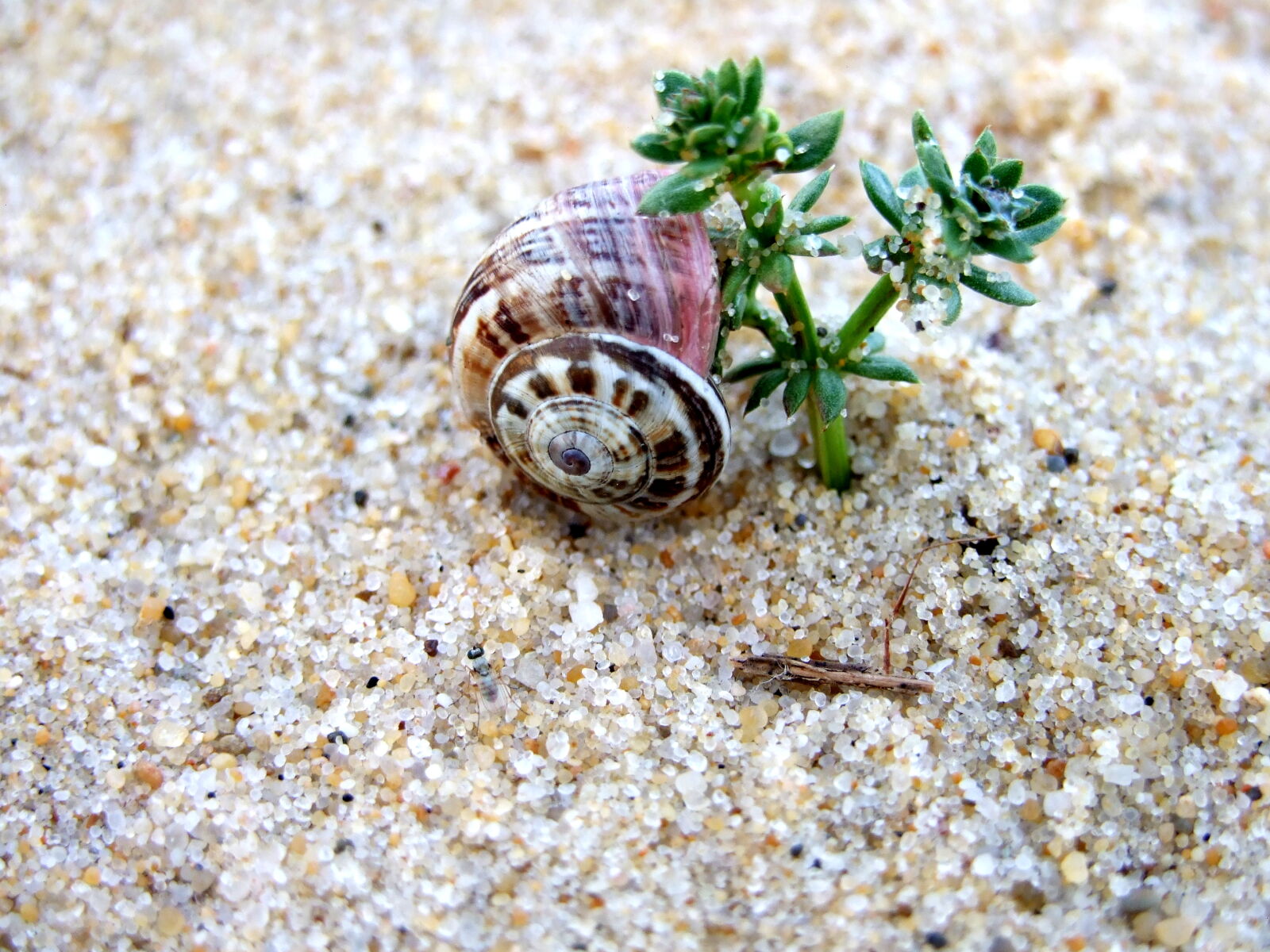 Fujifilm FinePix S6500fd sample photo. Plant, sand, snail, shell photography