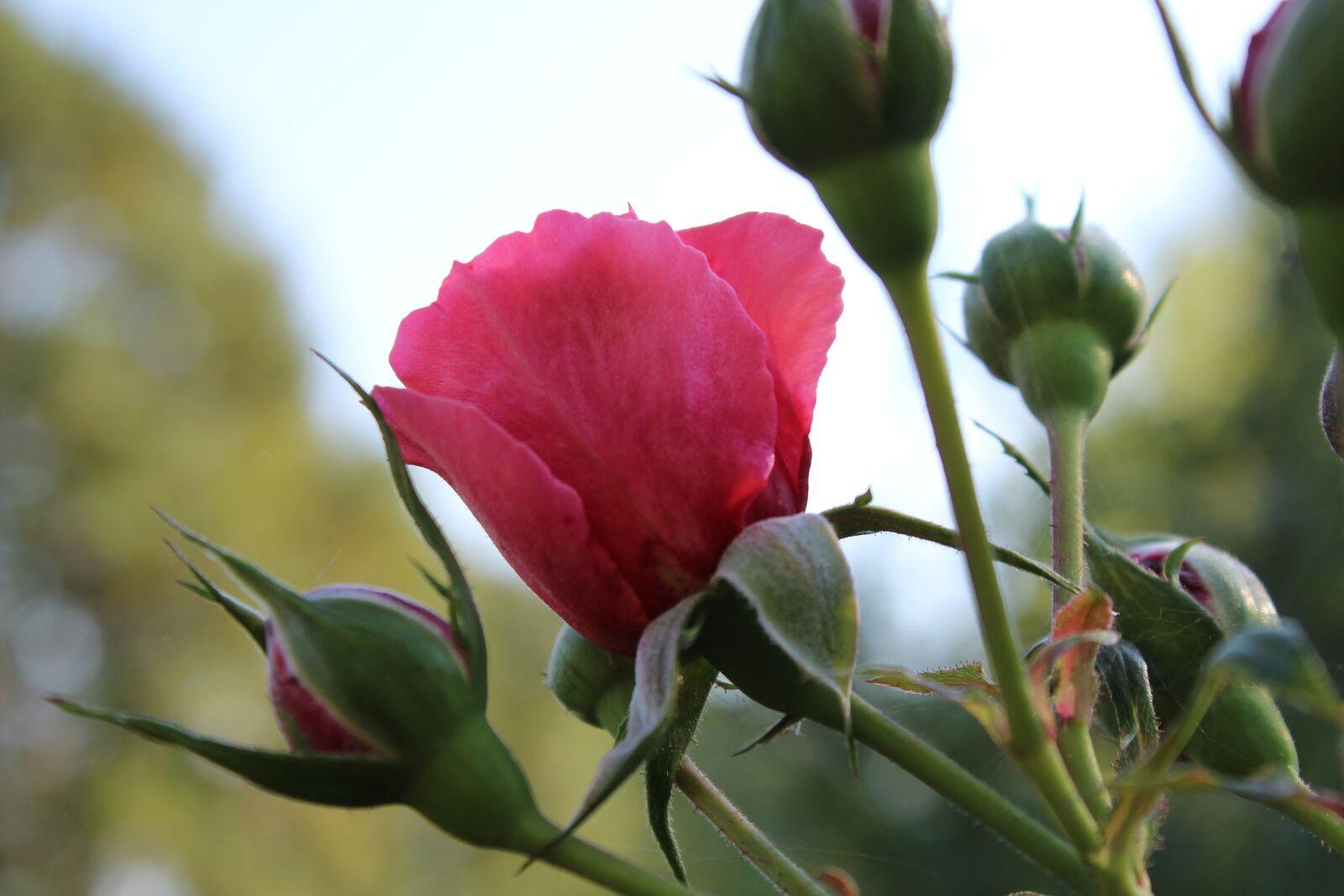 Canon EOS 1300D (EOS Rebel T6 / EOS Kiss X80) sample photo. Flower, time, wild plant photography