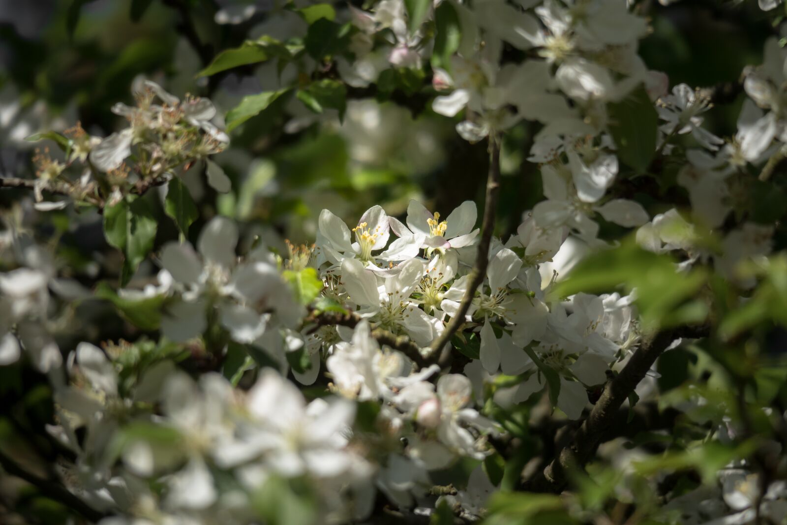 Canon PowerShot G3 X sample photo. Fruit tree blossoming, apple photography