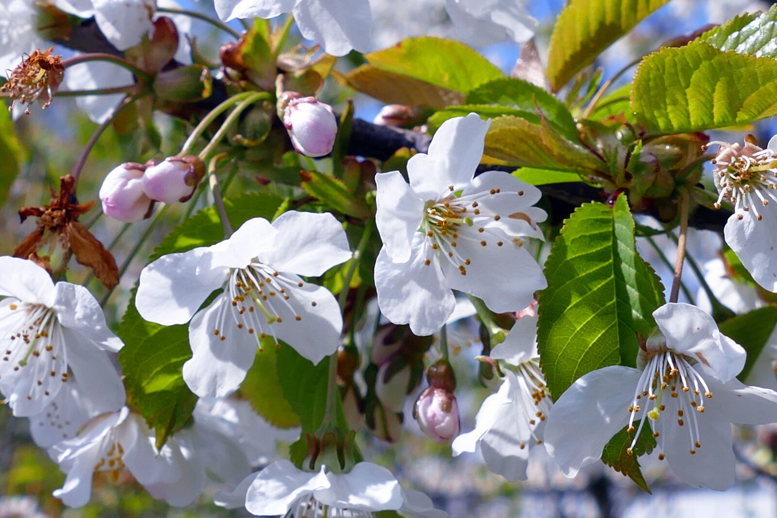 Panasonic Lumix DMC-FZ1000 sample photo. Flowers, blossom, spring photography