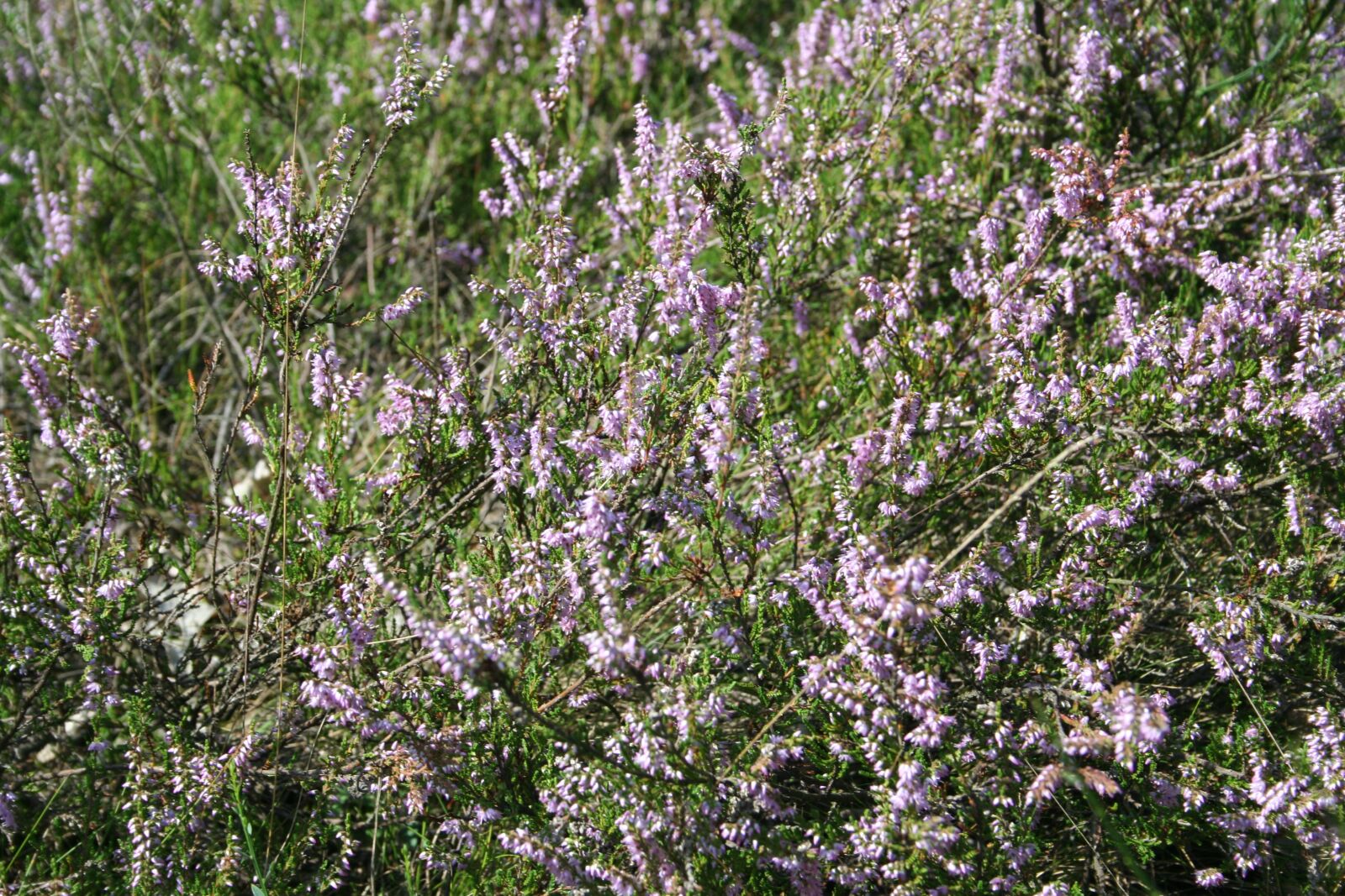 Canon EOS 350D (EOS Digital Rebel XT / EOS Kiss Digital N) sample photo. Heather, shrub, heath photography