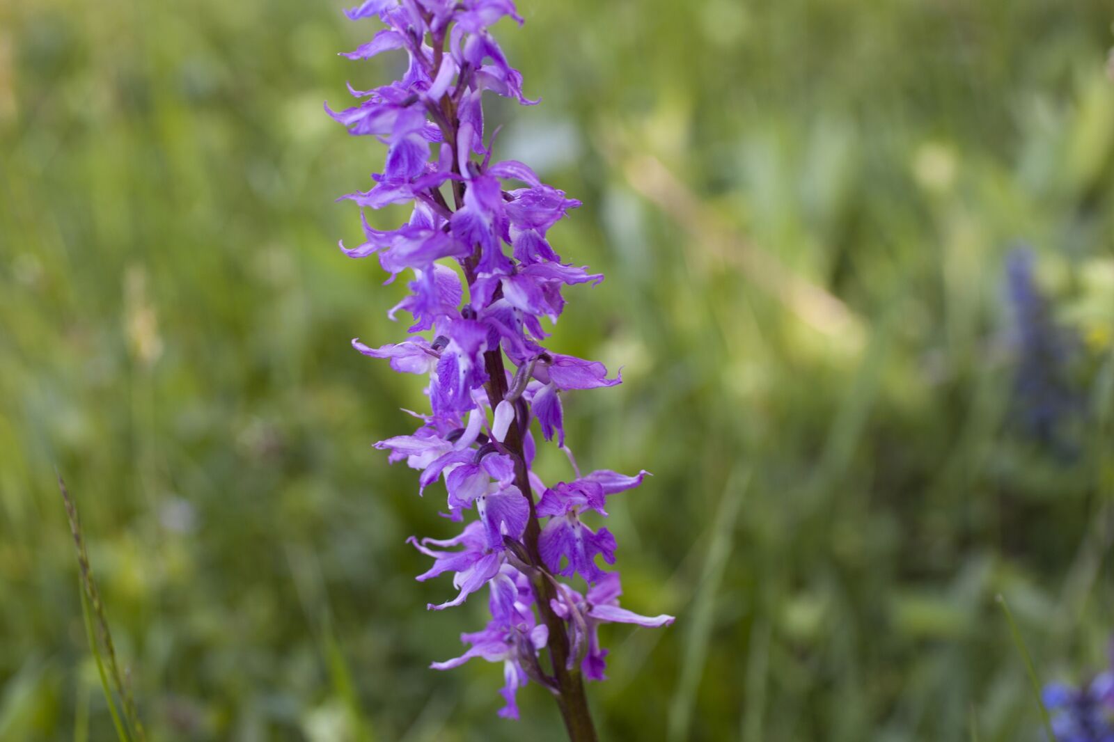 Canon EOS 5D Mark II sample photo. Flower, prato, nature photography