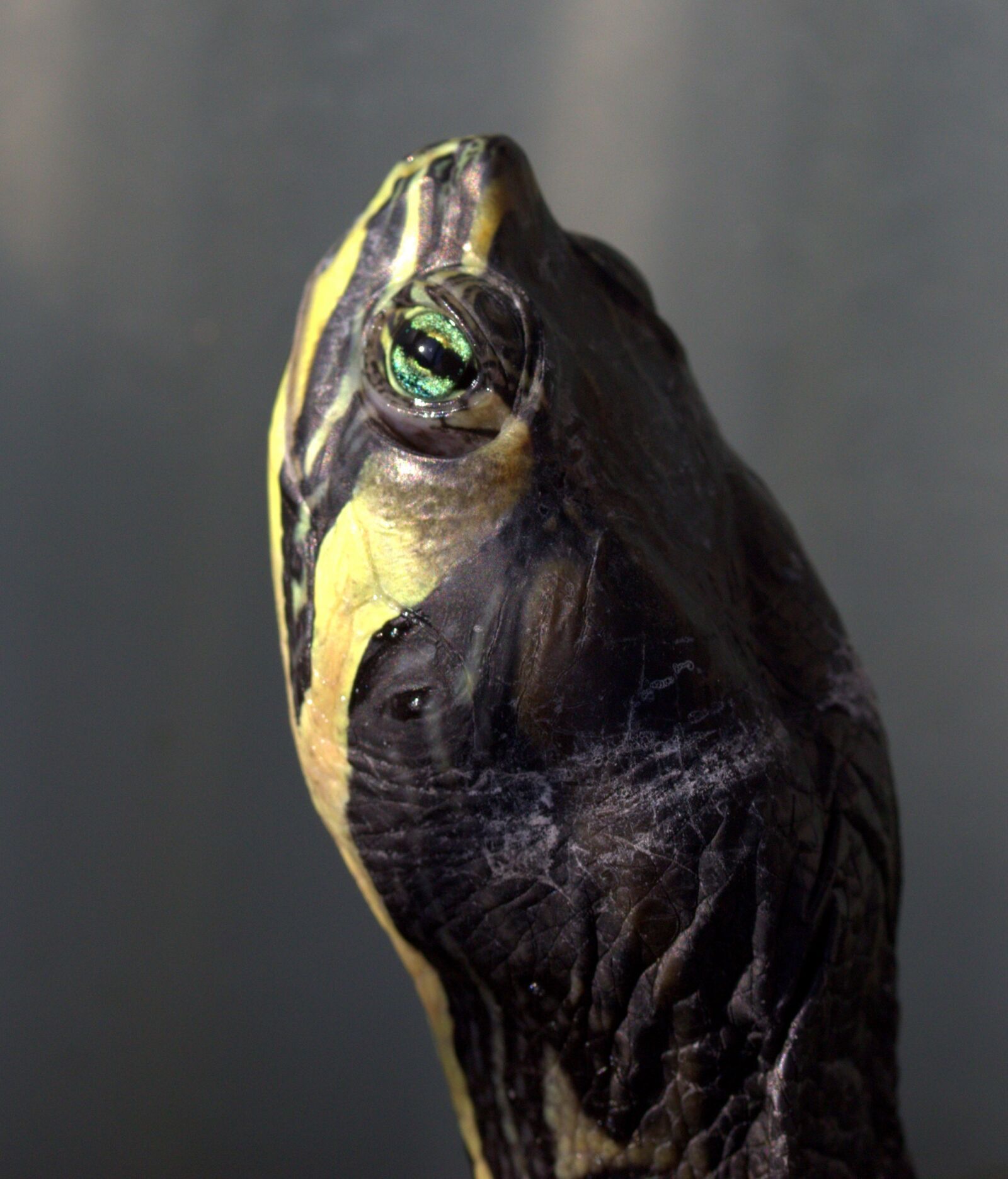 Canon EF-S 60mm F2.8 Macro USM sample photo. Turtle, florida, reptile photography