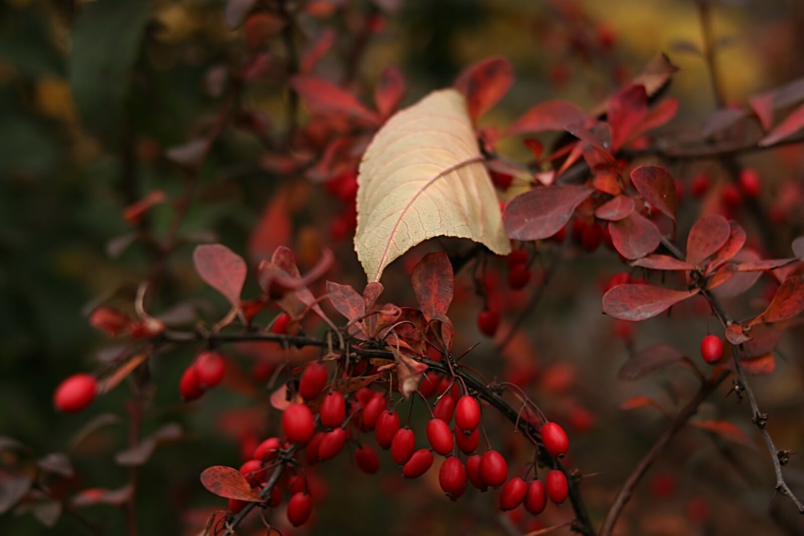 Canon EOS 30D sample photo. Barberry, autumn, red photography