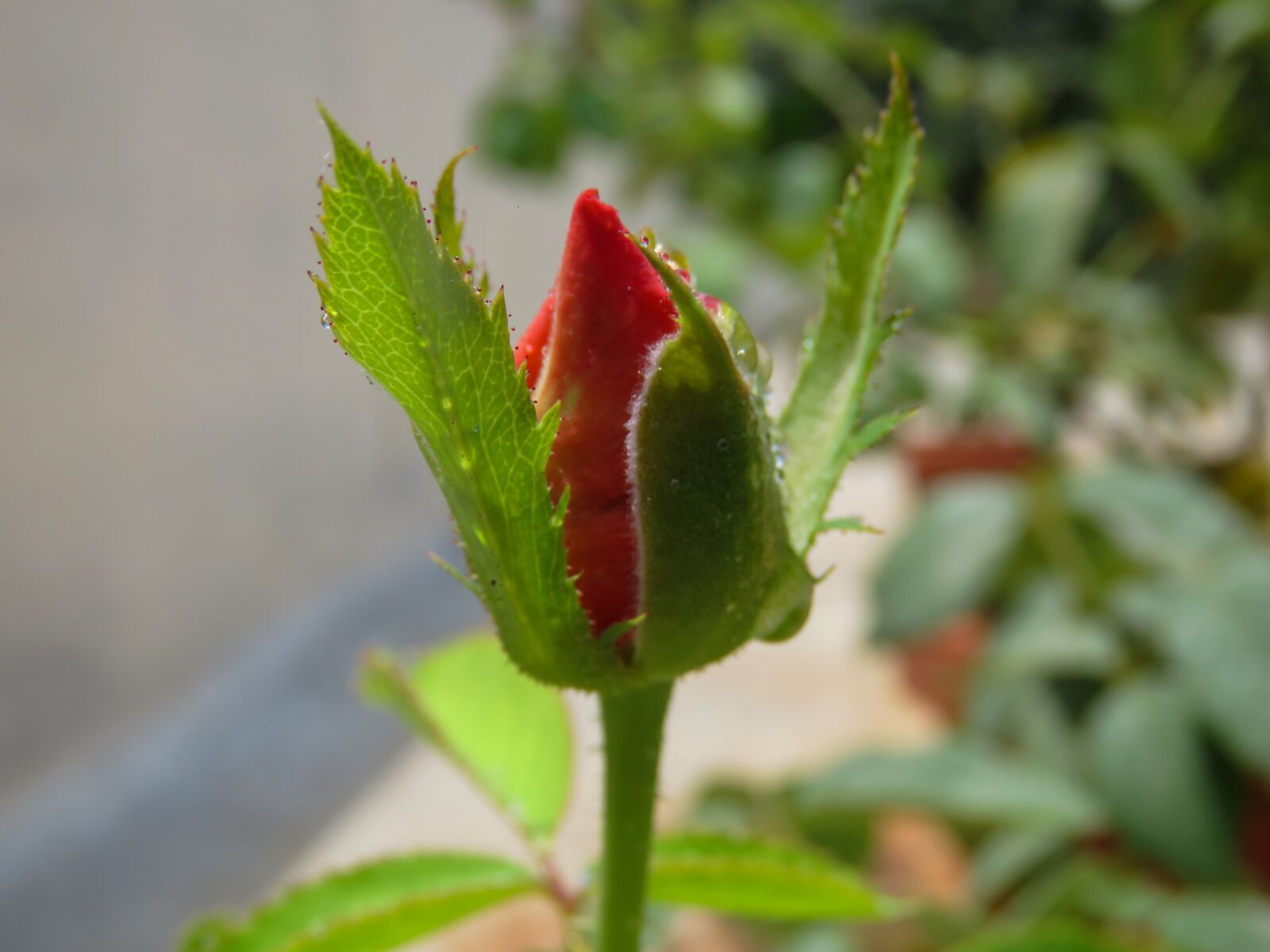 Canon PowerShot SX60 HS sample photo. Just rose, rose, red photography