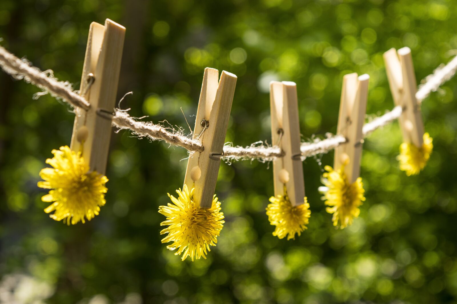 Nikon D3300 sample photo. Flower, spring, dandelions photography