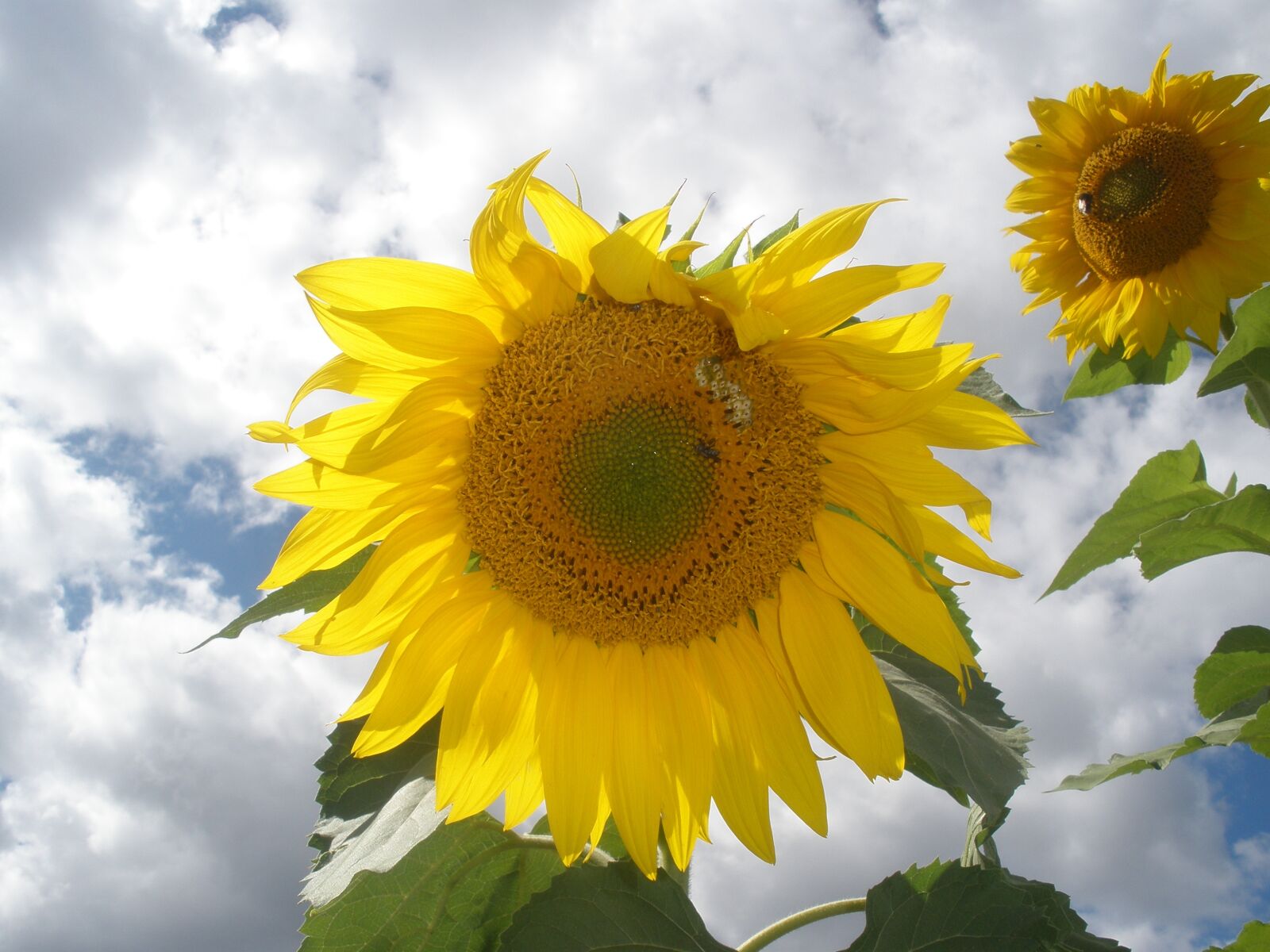 Olympus FE340,X855,C560 sample photo. Flora, nature, flower photography