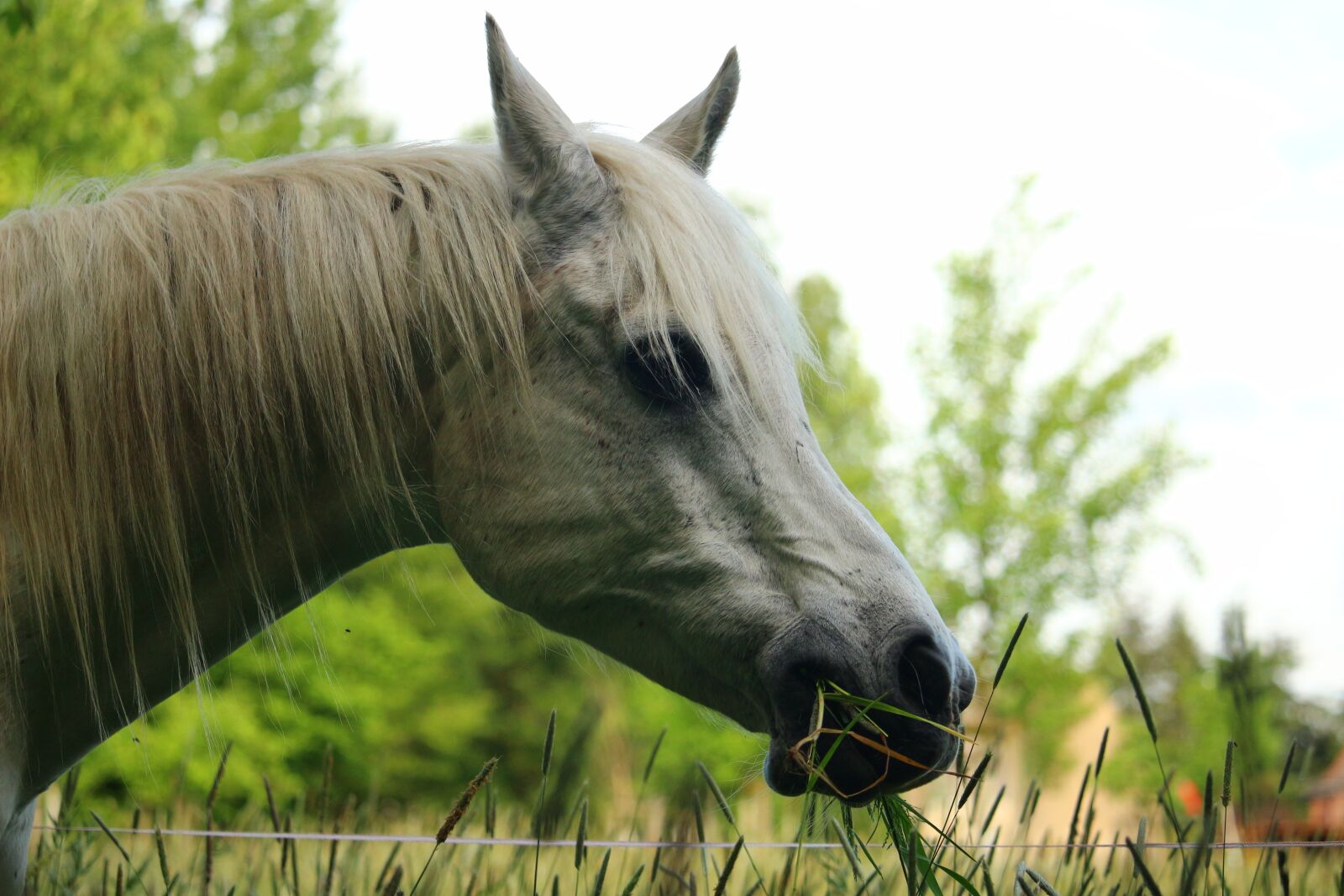 Canon EOS 100D (EOS Rebel SL1 / EOS Kiss X7) sample photo. Horse, mold, nostrils photography