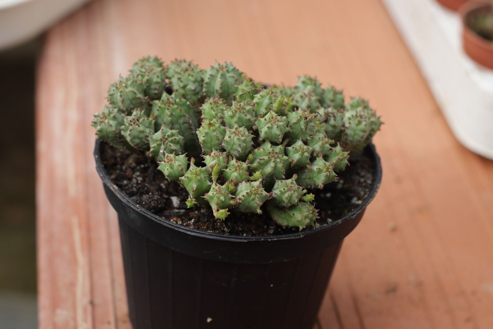 Canon EOS M50 (EOS Kiss M) sample photo. Euphorbia, plants, plant photography