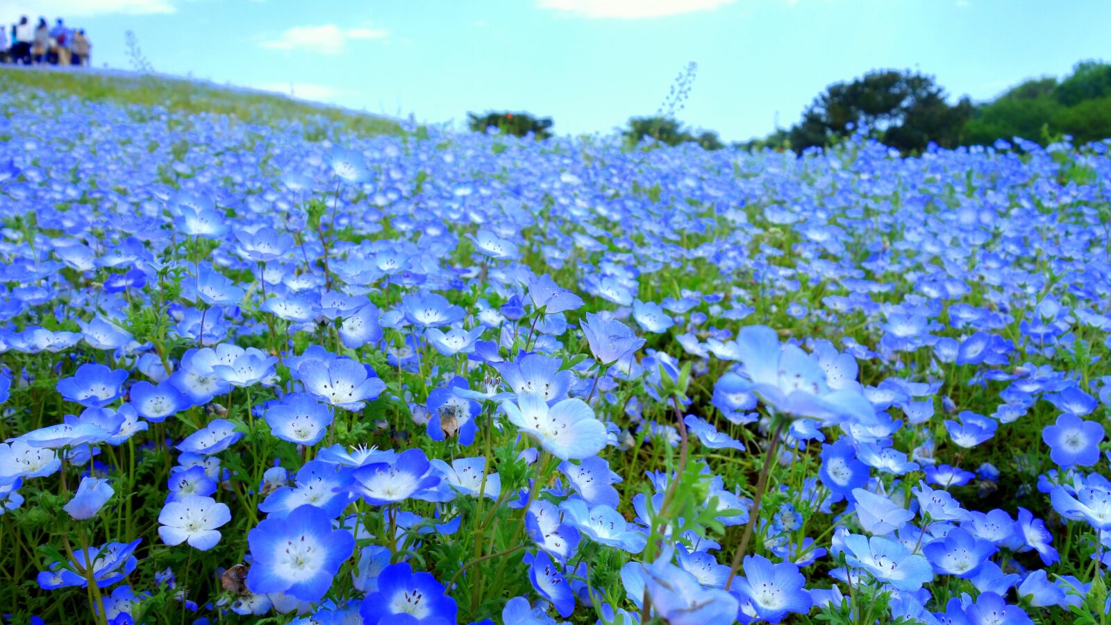 Sony Cyber-shot DSC-RX100 sample photo. Flowers, natural, plant photography