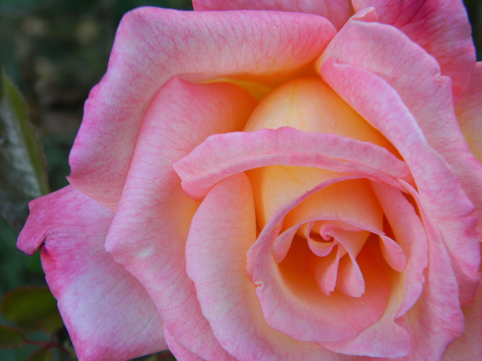 Nikon Coolpix L110 sample photo. Pink, rose, flower photography