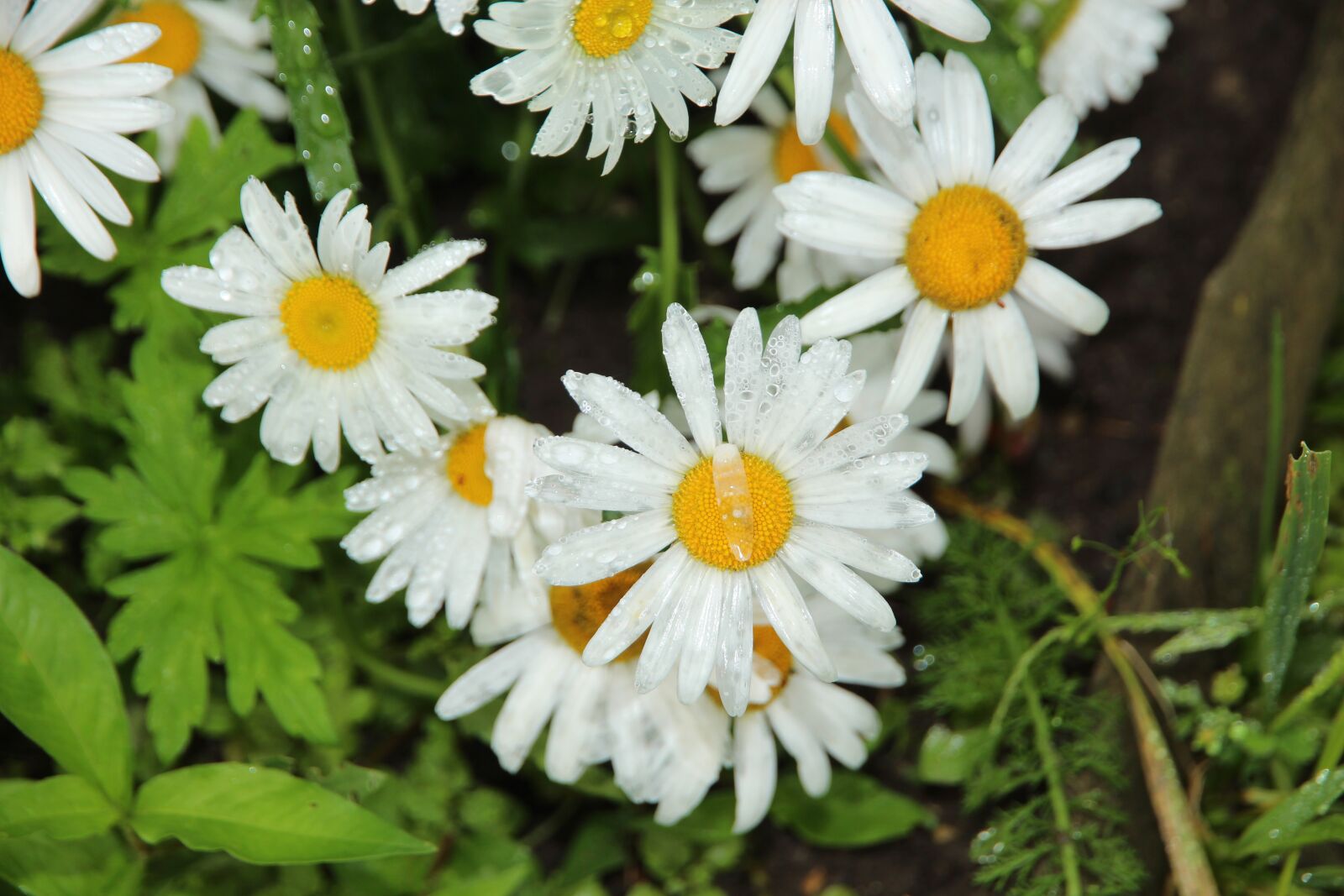 Canon EOS 650D (EOS Rebel T4i / EOS Kiss X6i) sample photo. Chamomile, flowers, white flowers photography