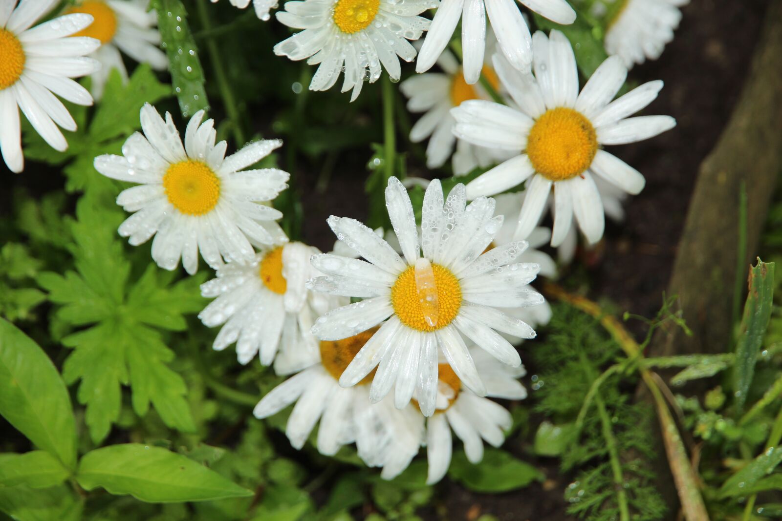 Canon EOS 650D (EOS Rebel T4i / EOS Kiss X6i) + Canon EF-S 15-85mm F3.5-5.6 IS USM sample photo. Chamomile, flowers, white flowers photography