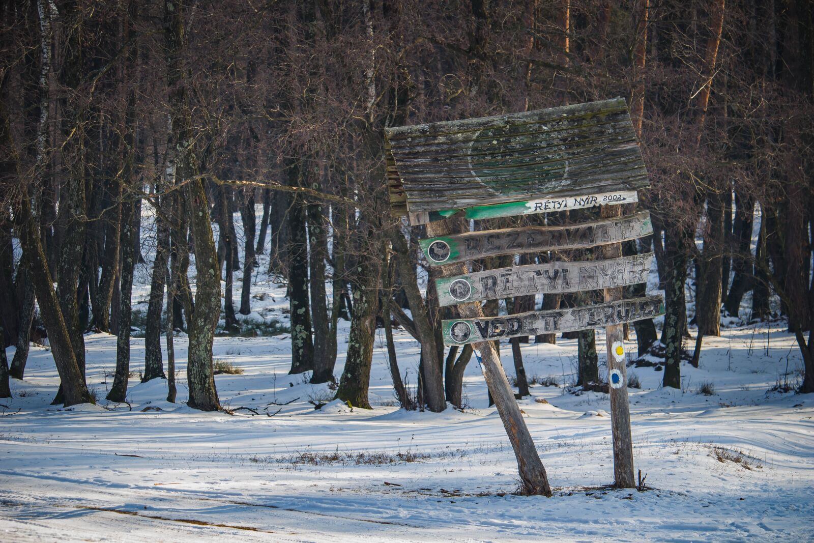 Canon EOS 100D (EOS Rebel SL1 / EOS Kiss X7) sample photo. Birch, forest, trees photography