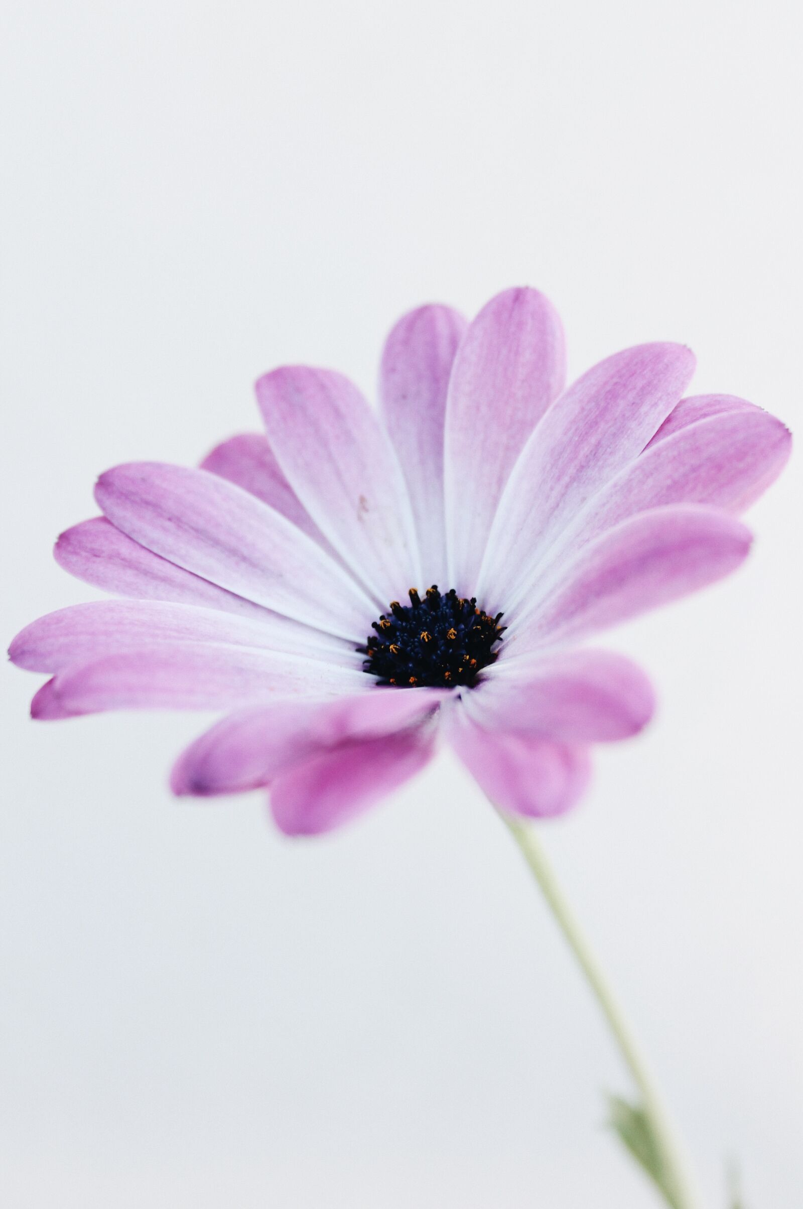Canon EOS 1100D (EOS Rebel T3 / EOS Kiss X50) sample photo. Flowers, summer, purple photography