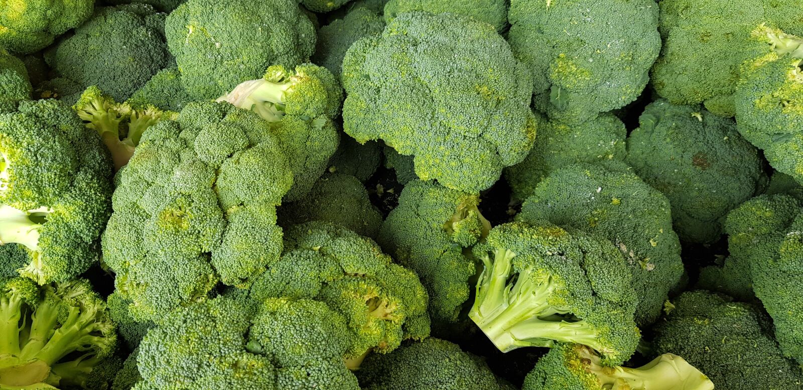 Samsung Galaxy S8+ sample photo. Broccoli, vegetables, food photography