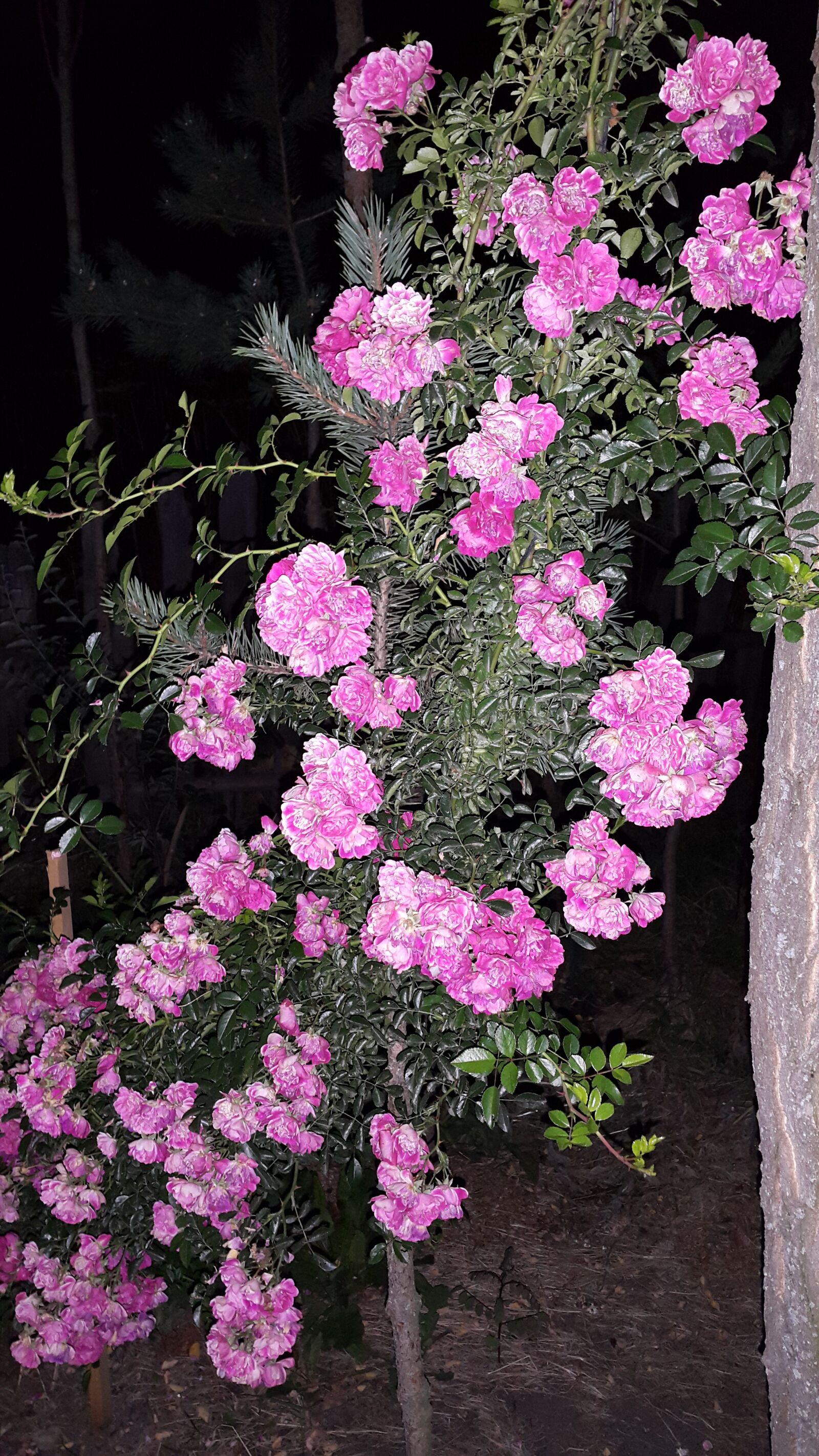 Samsung Galaxy Note4 sample photo. Flowers photography