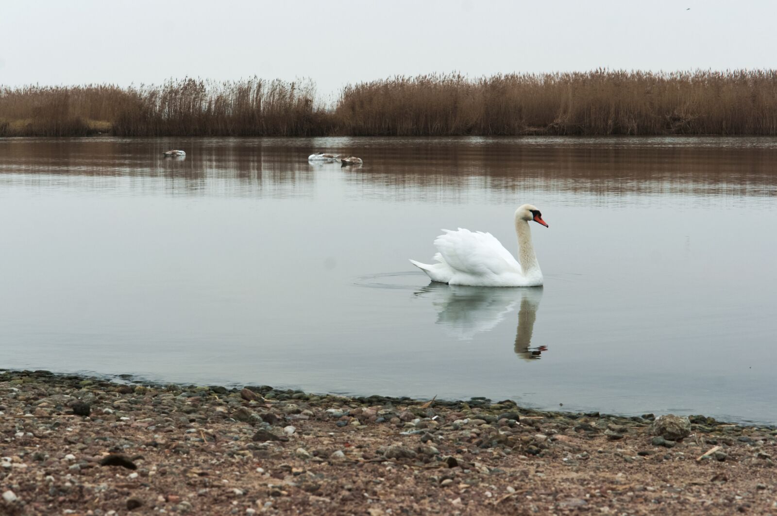 Sony Alpha NEX-3N + E 50mm F1.8 OSS sample photo. Swan, swimming, waterfowl photography