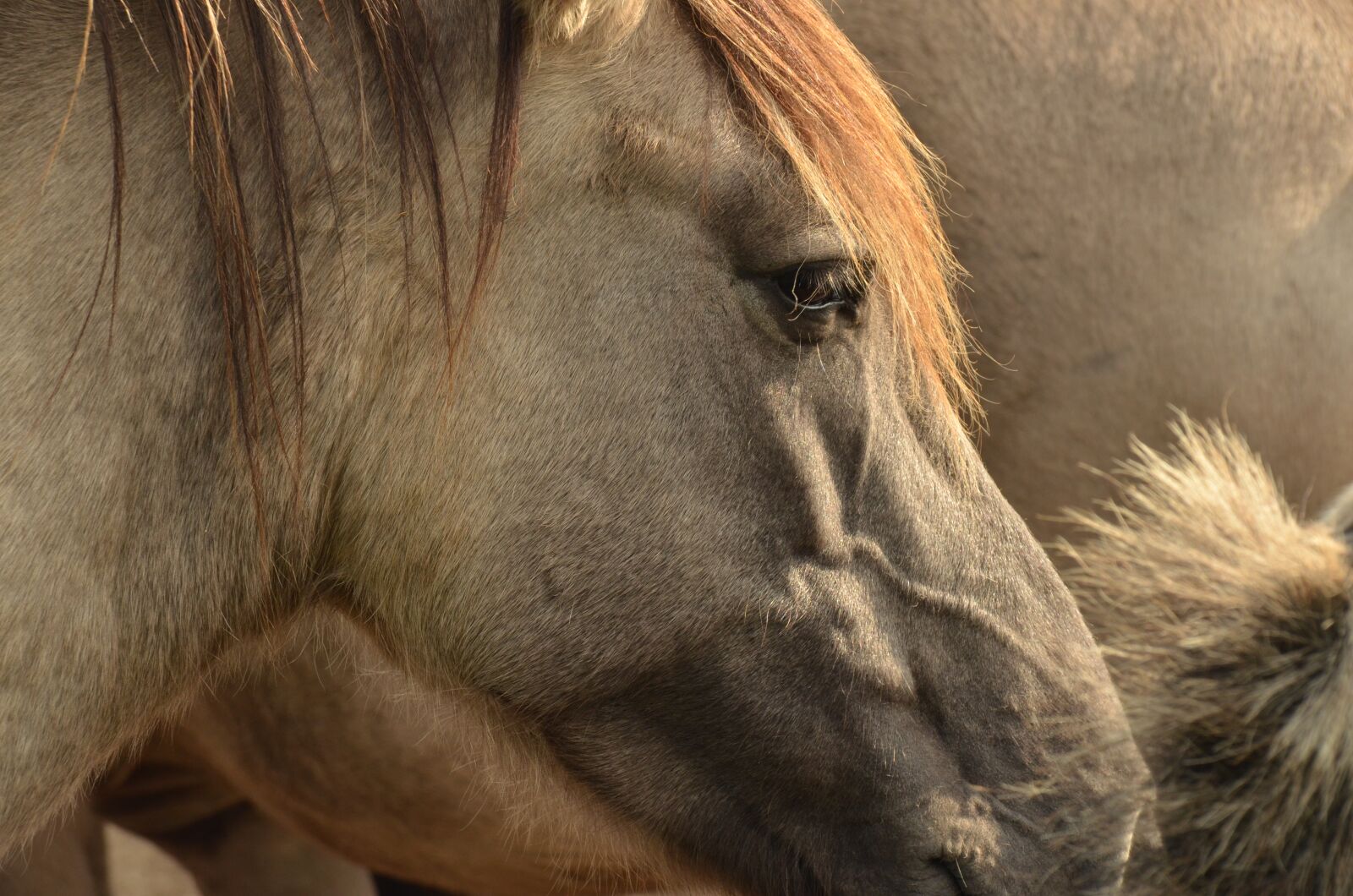 Nikon D7000 sample photo. Animal, mammal, horse photography