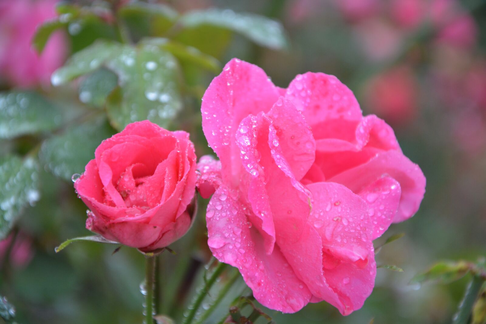 Nikon D5200 sample photo. Pink, pink flowers, color photography