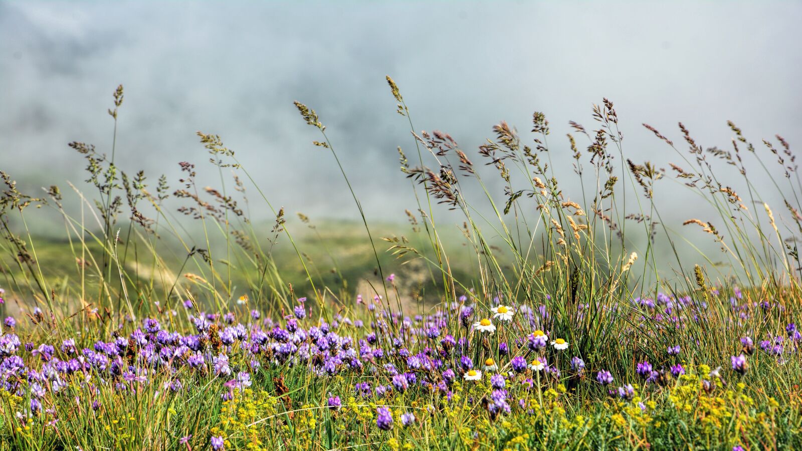 Nikon D7100 sample photo. Nature, flower, chan photography