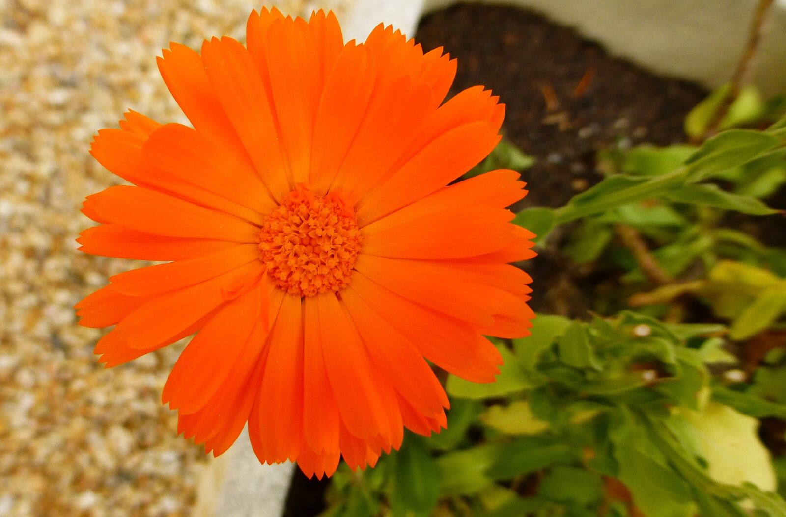 Panasonic Lumix DMC-ZS25 (Lumix DMC-TZ35) sample photo. Nature, flower, summer photography