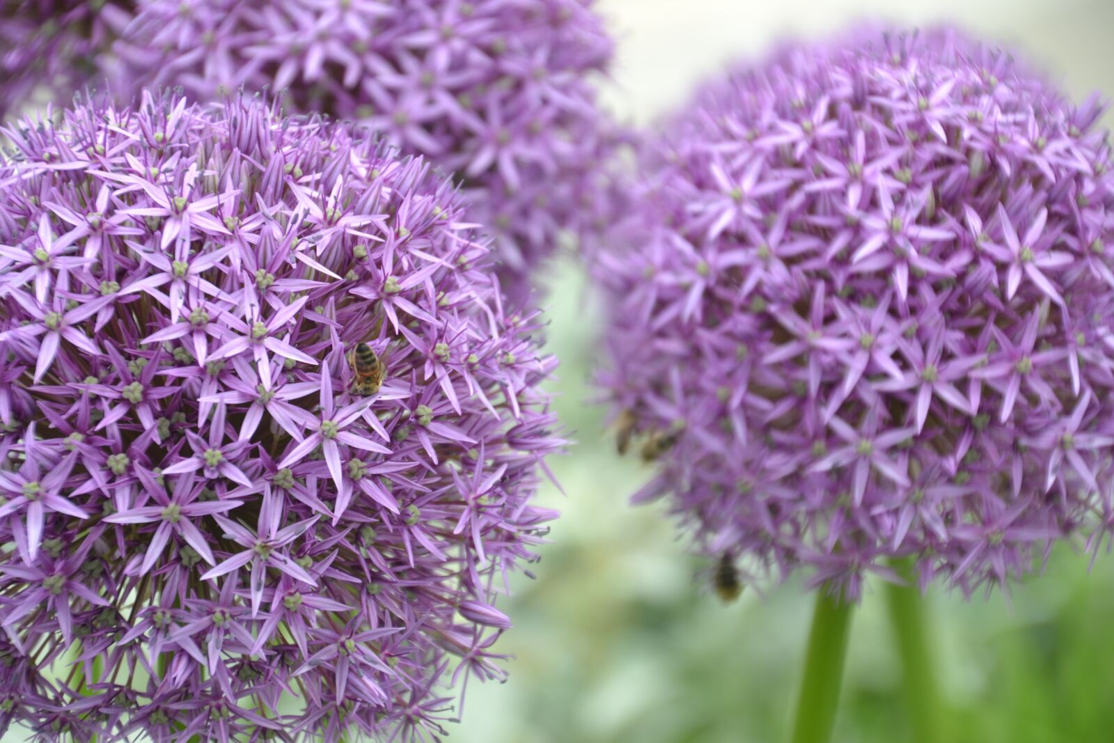 Nikon D3100 sample photo. Flower, blossom, bloom photography