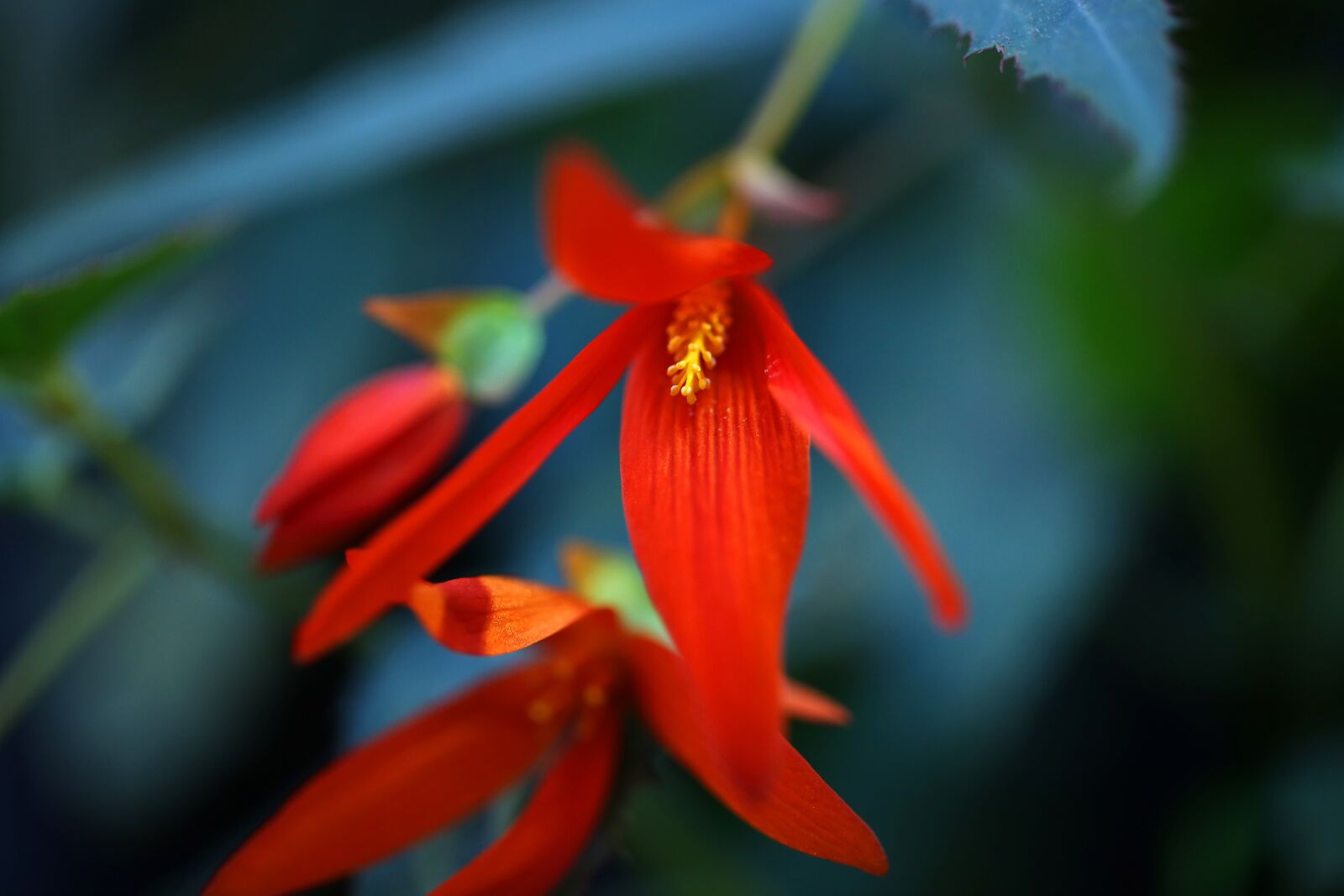 Canon EF 100mm F2.8L Macro IS USM sample photo. Flowers, plants, a flower photography