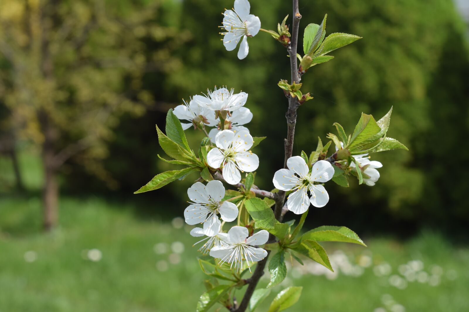 Nikon D5300 sample photo. Flower, tree, apple photography
