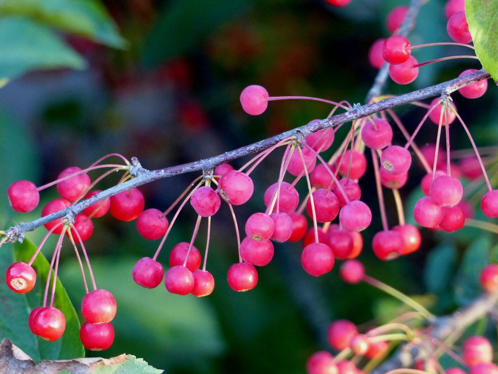 Panasonic Lumix DMC-FZ200 sample photo. Berry, bush, branches photography