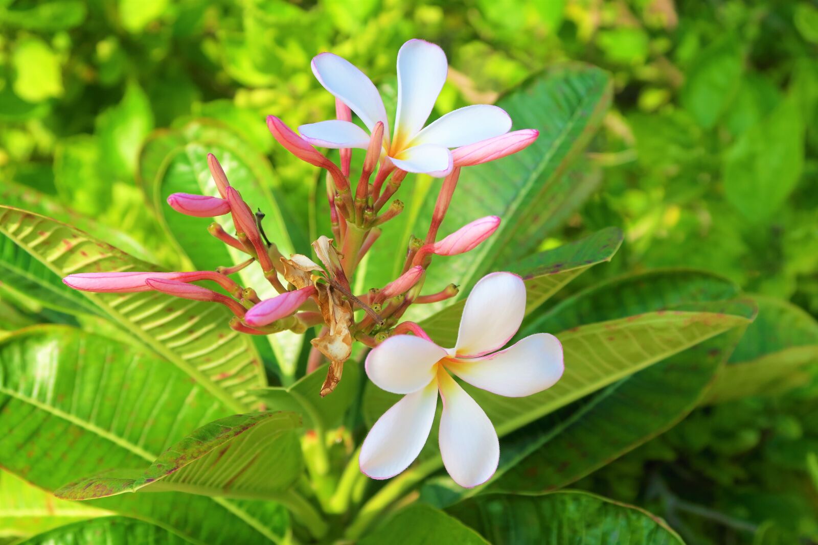 Canon PowerShot G7 X sample photo. Flower, tropical, nature photography