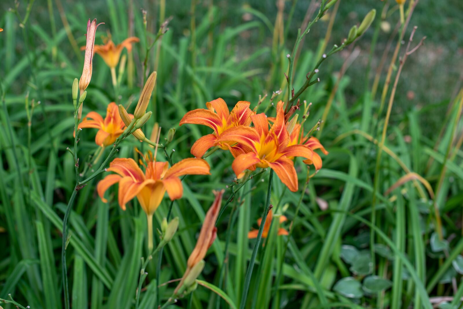 Nikon D750 sample photo. Lily, orange lily, nature photography